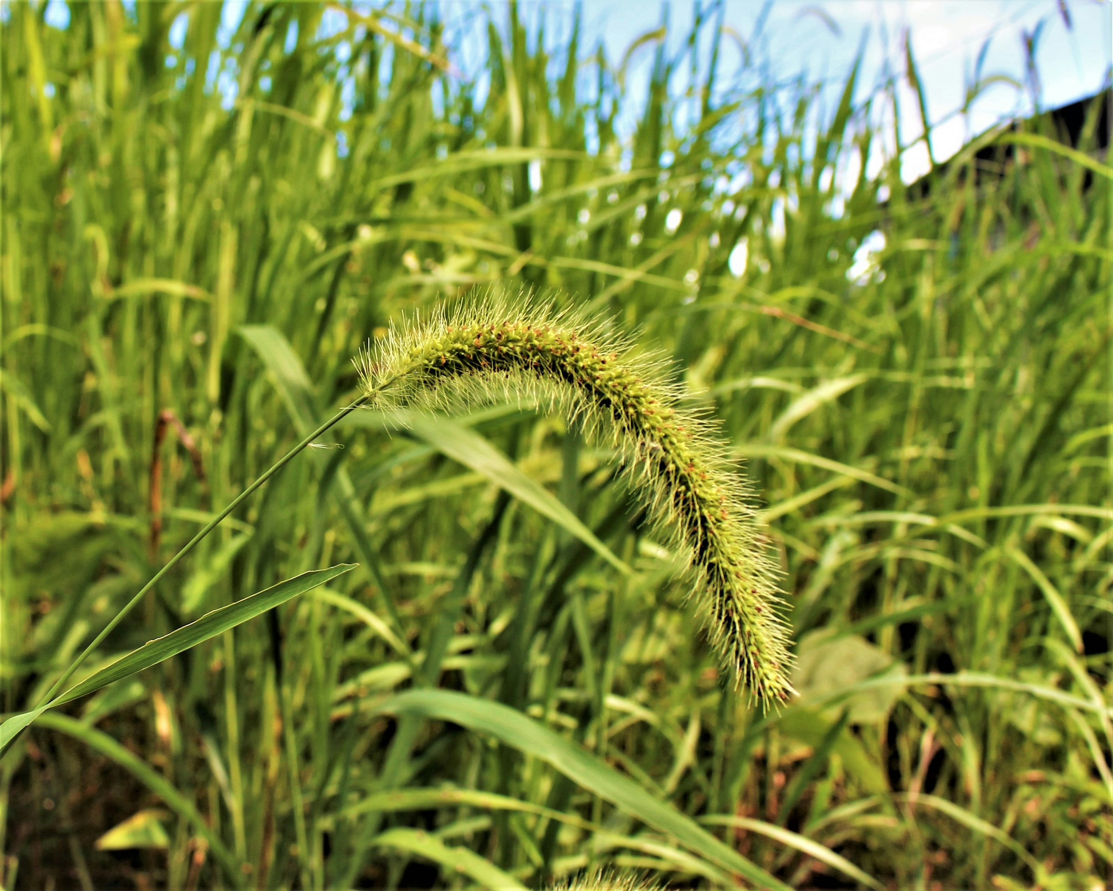 Épi de graminée long se tenant dans un champ vert