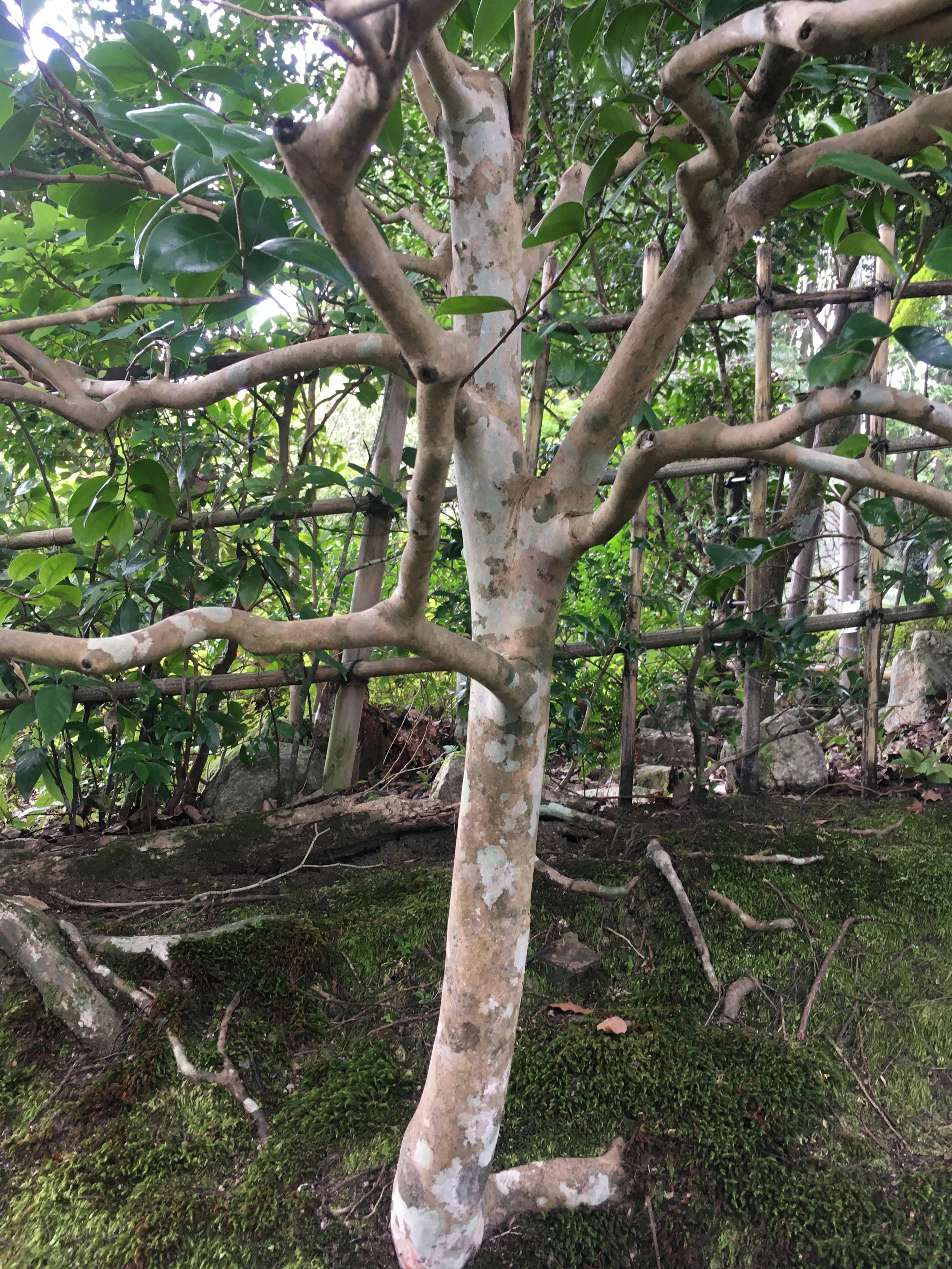 Imagen de un árbol con un tronco grueso y ramas delgadas rodeado de vegetación exuberante