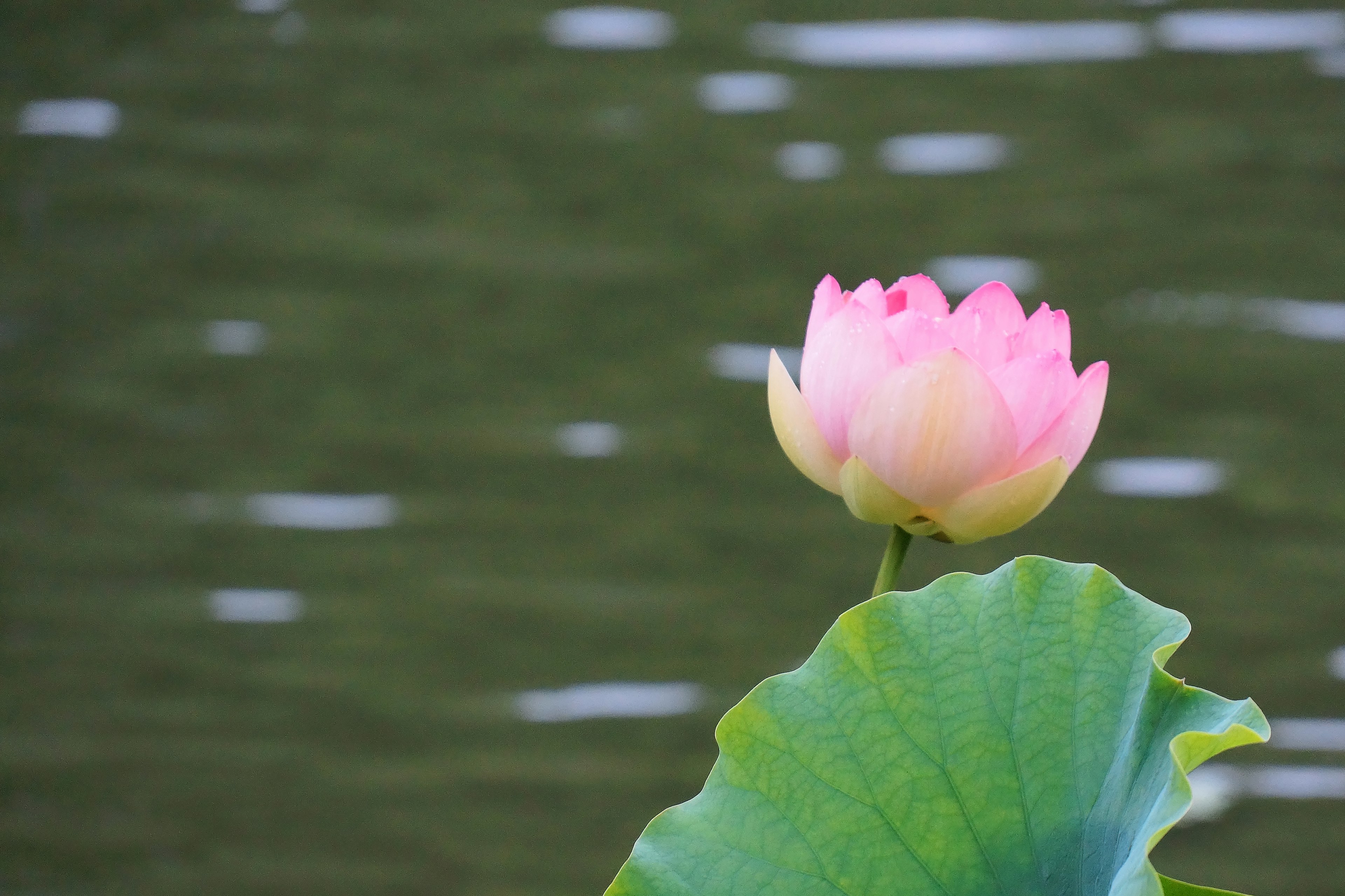 Fiore di loto rosa con grande foglia verde che galleggia sulla superficie dell'acqua