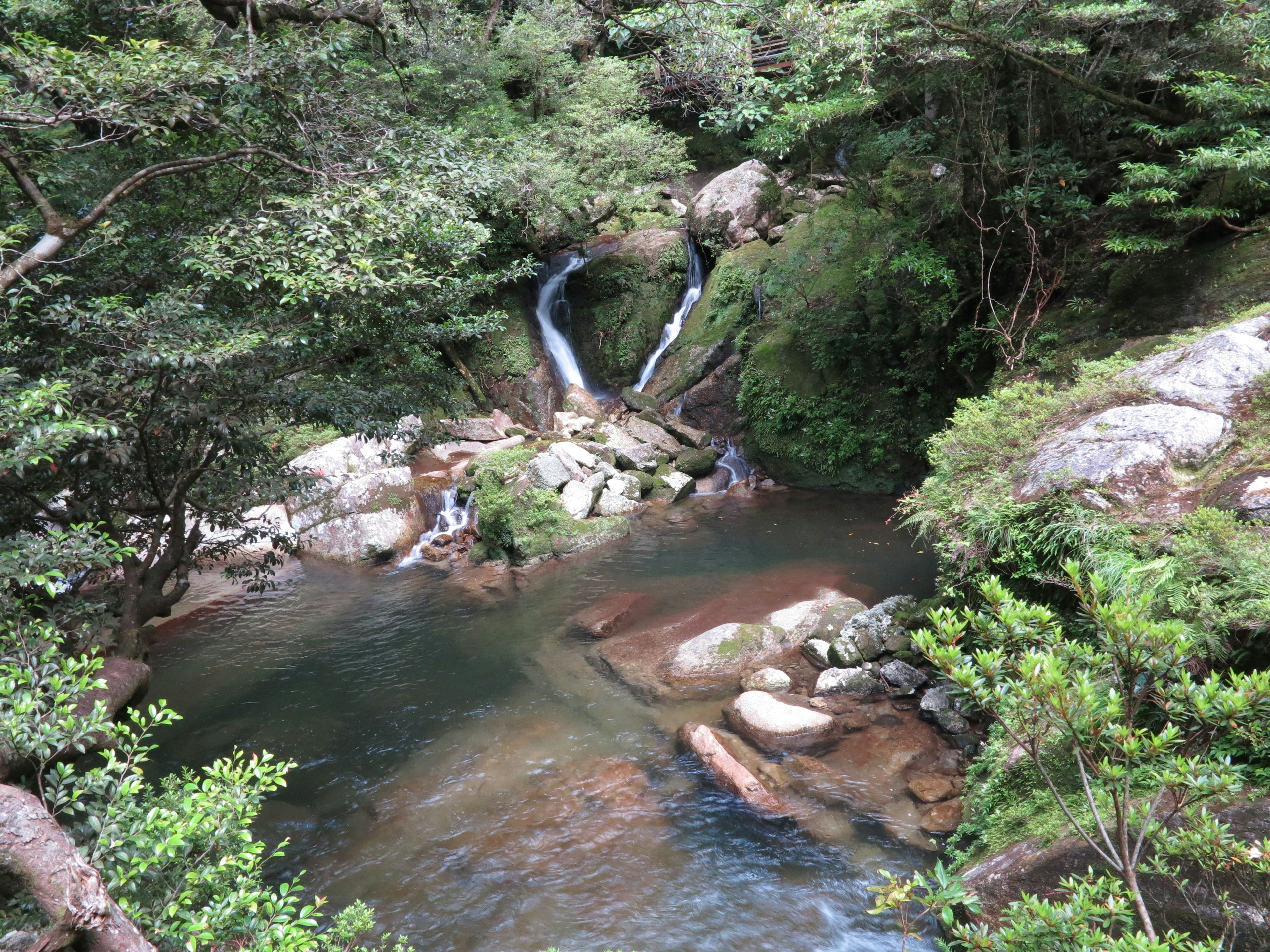 緑豊かな森の中の小川と滝の風景