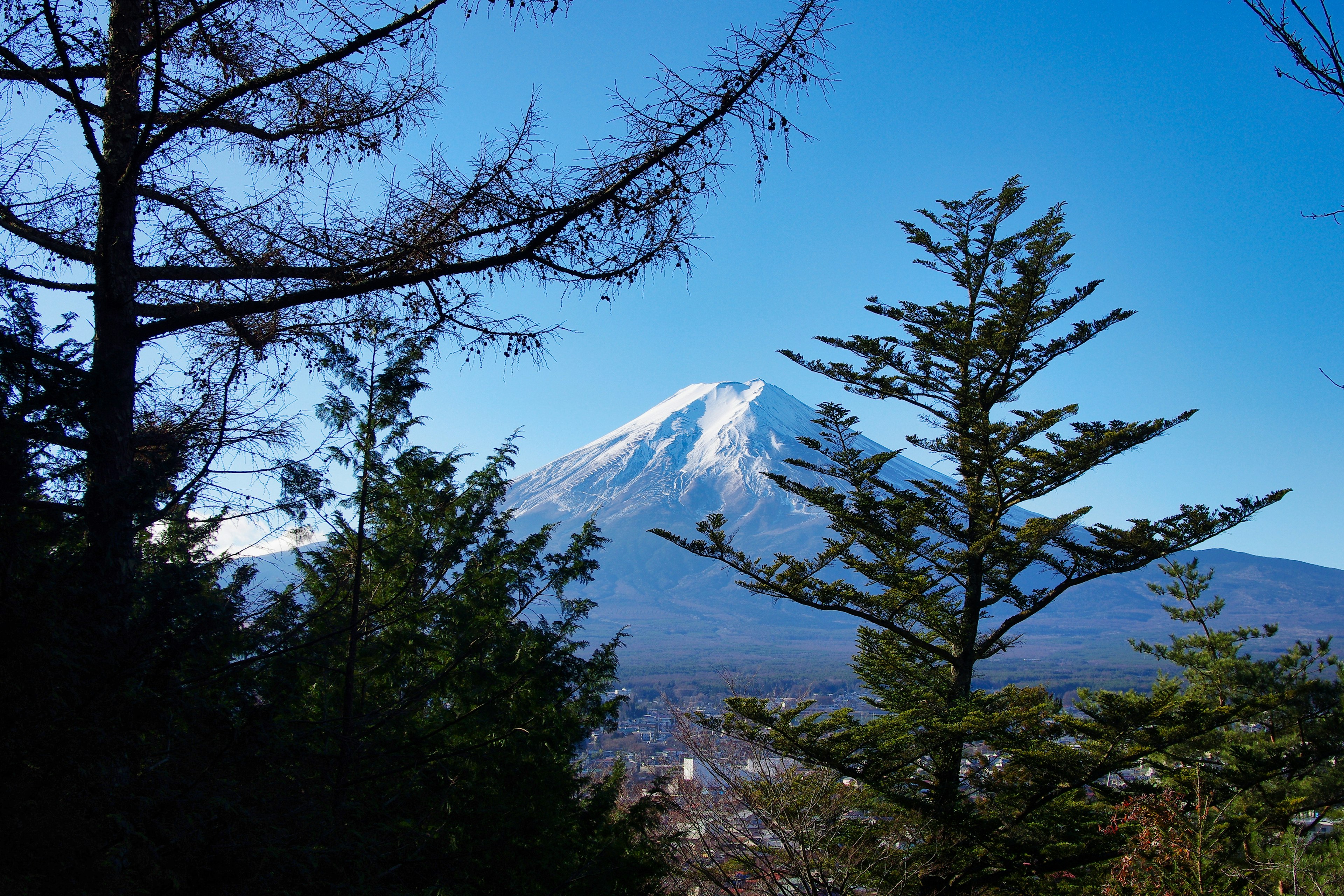 富士山的美丽景色，雪顶在晴朗的蓝天下，松树间的视角