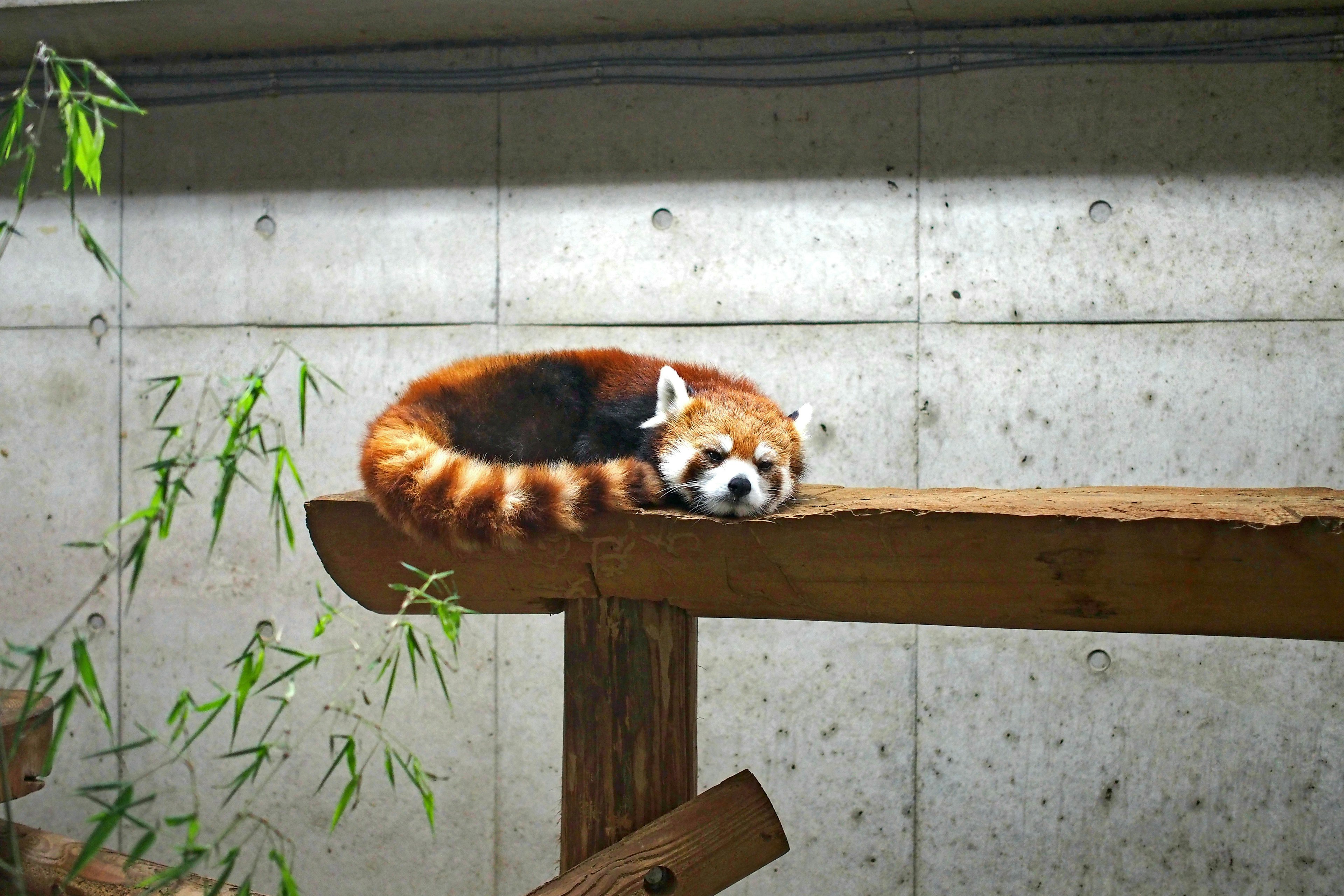 Panda roux se reposant sur une poutre en bois