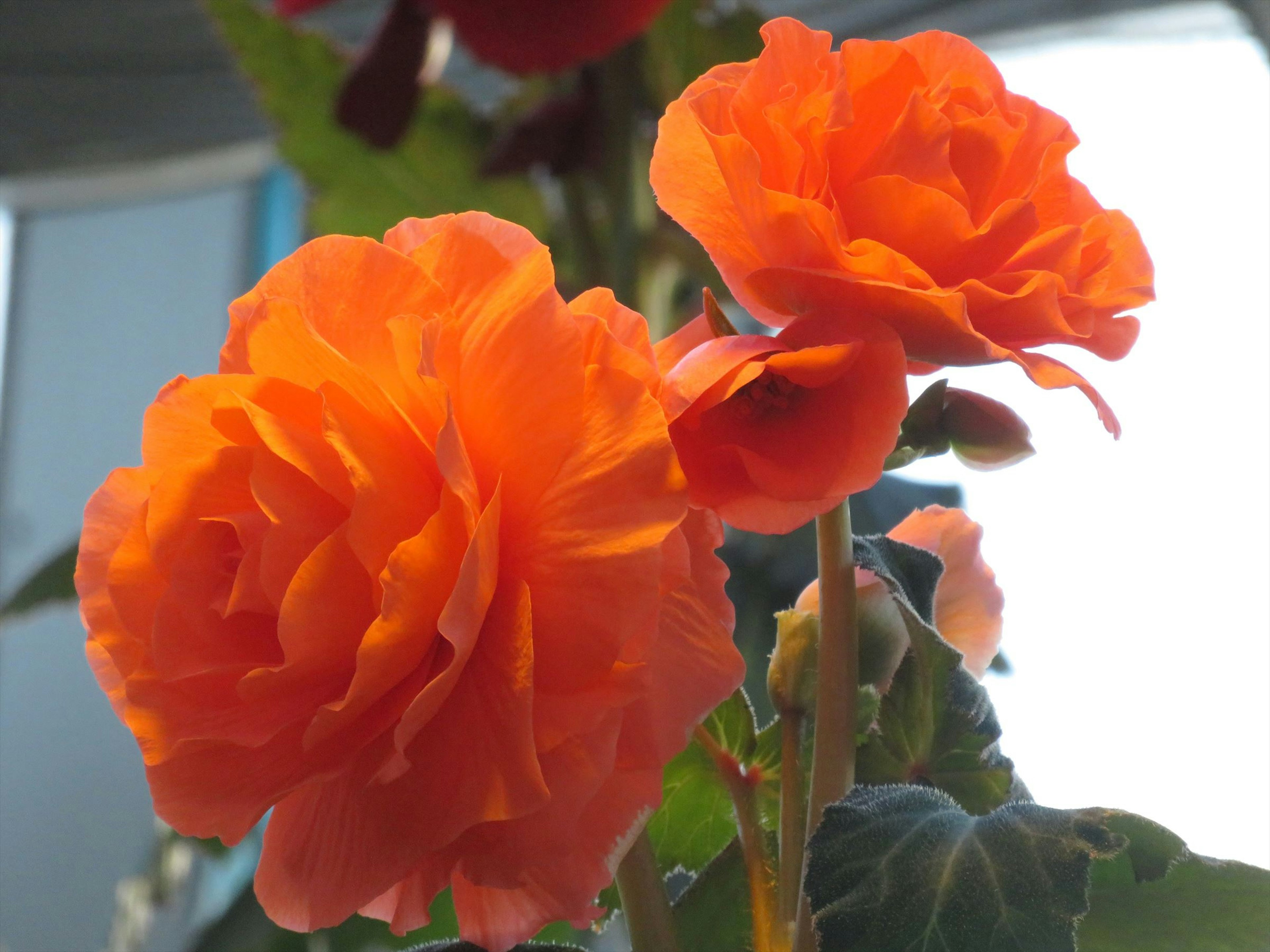 Begonias naranjas vibrantes en flor con hojas verdes exuberantes