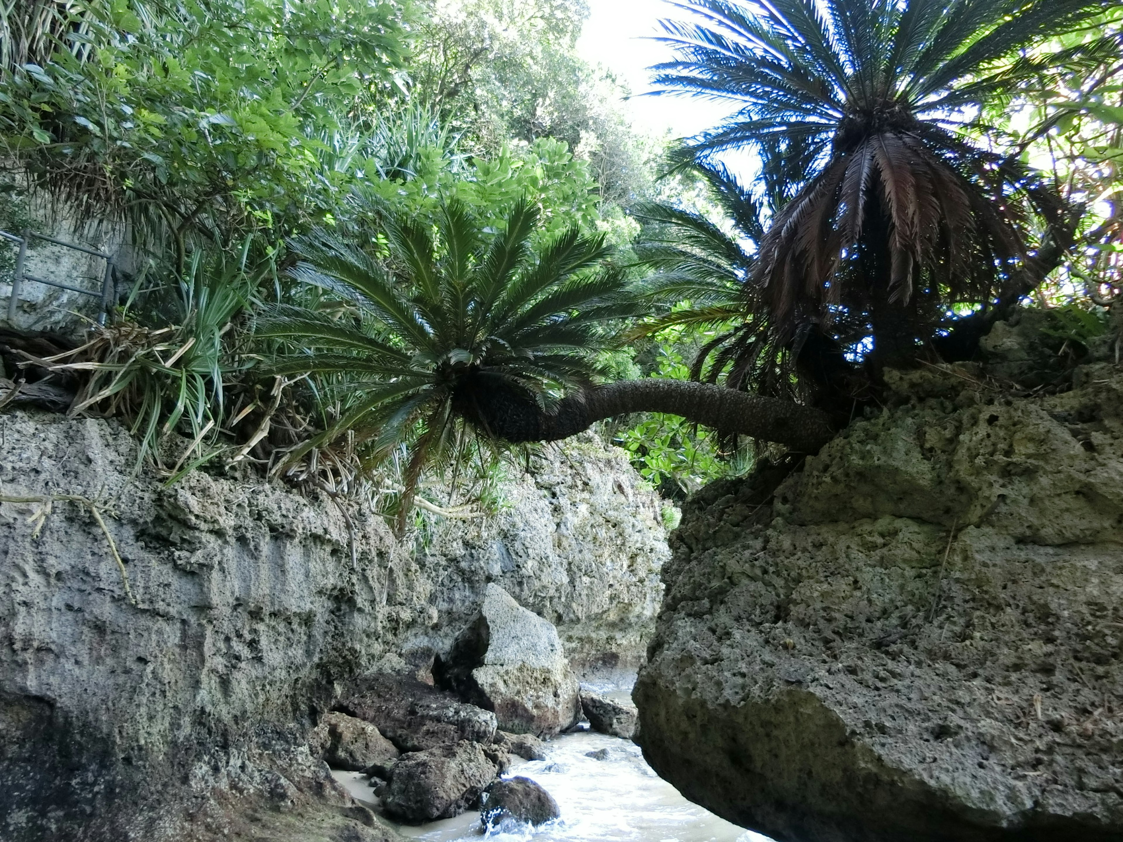 Plantes tropicales surplombant une rivière rocheuse avec un courant