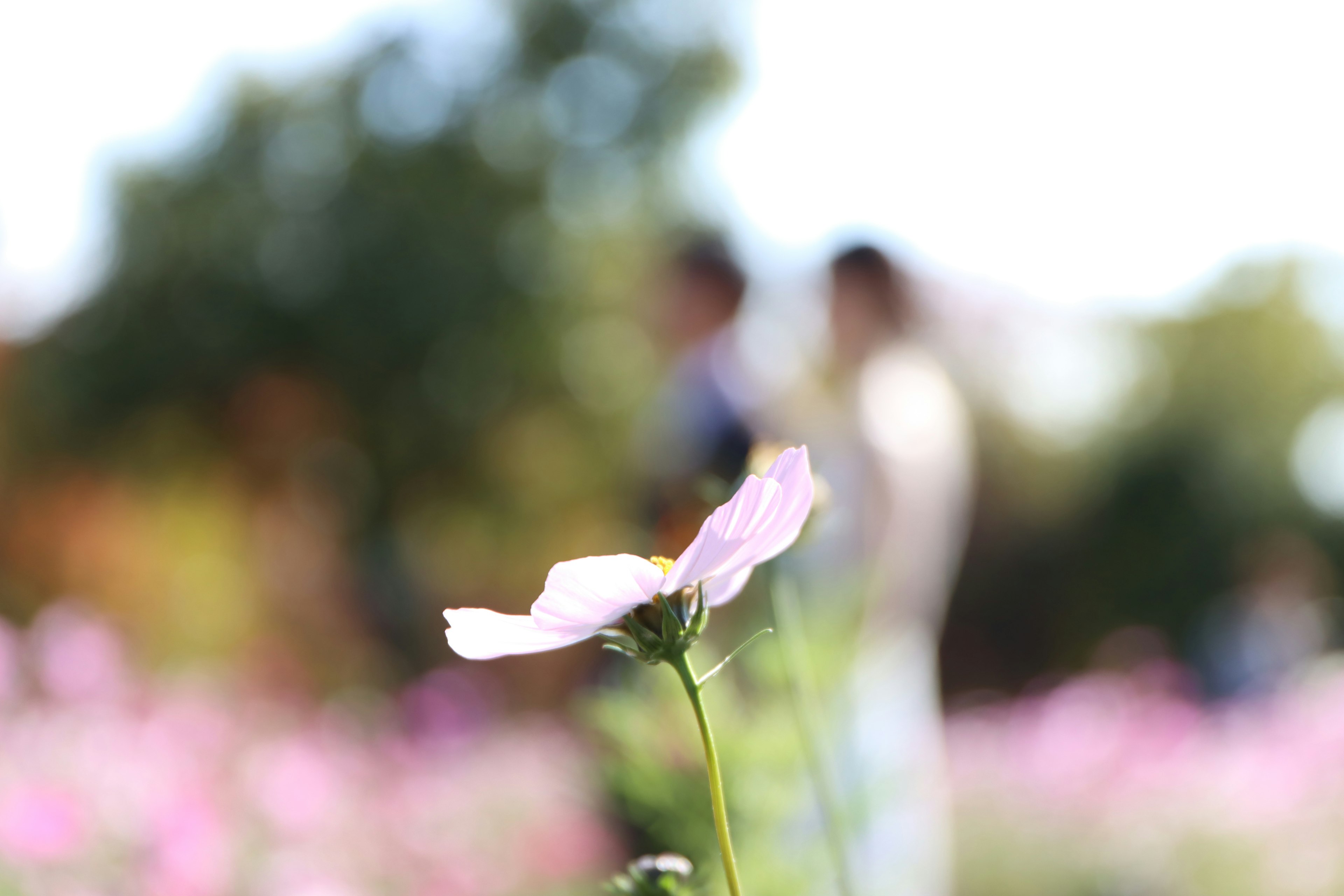 Primo piano di un fiore rosa chiaro in un campo con figure sfocate di persone sullo sfondo