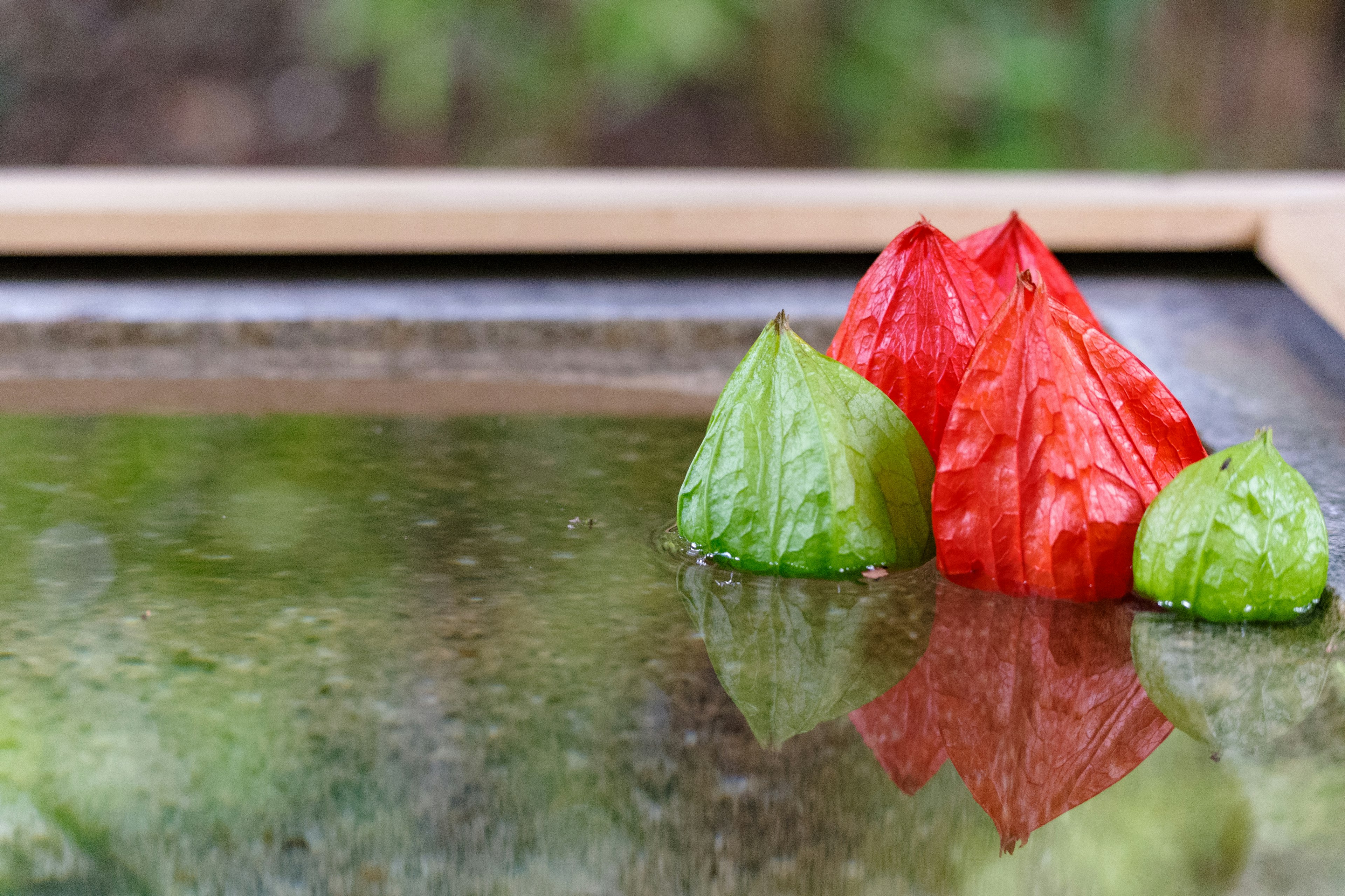 Red and green leaf-shaped objects floating on a water surface