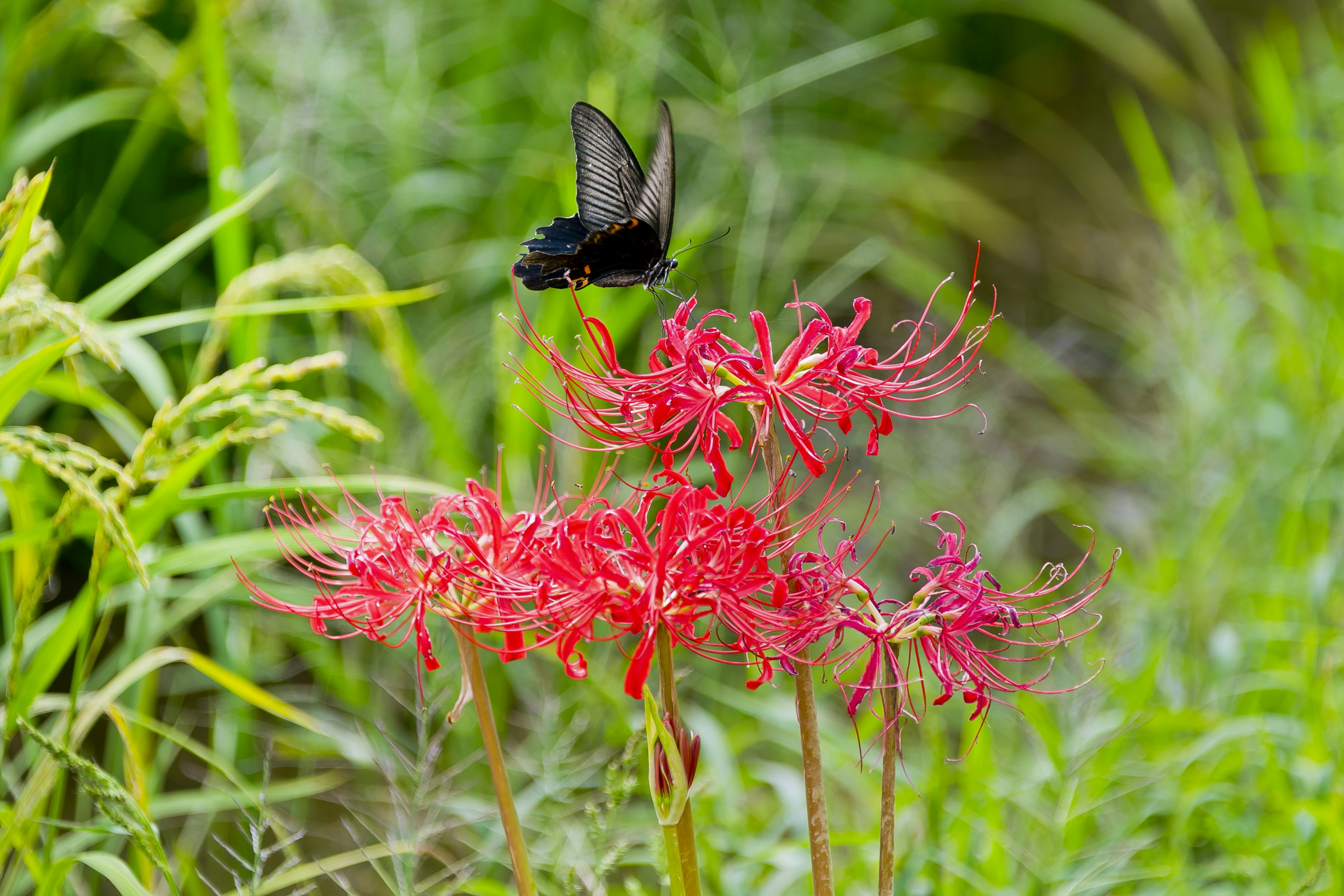 A beautiful scene of a black butterfly hovering over red spider lilies