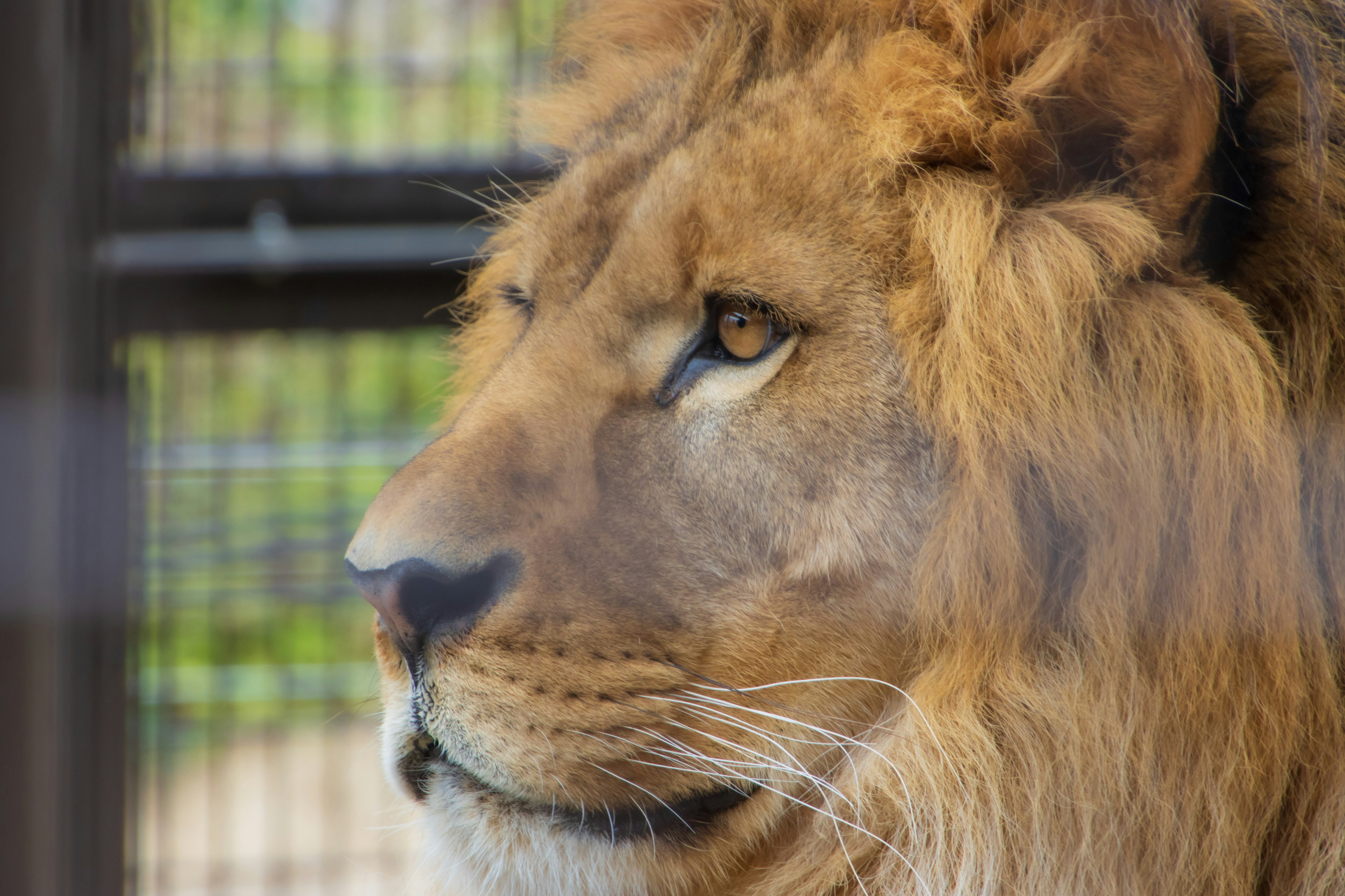 Close-up of a lion's face featuring a majestic mane and sharp eyes