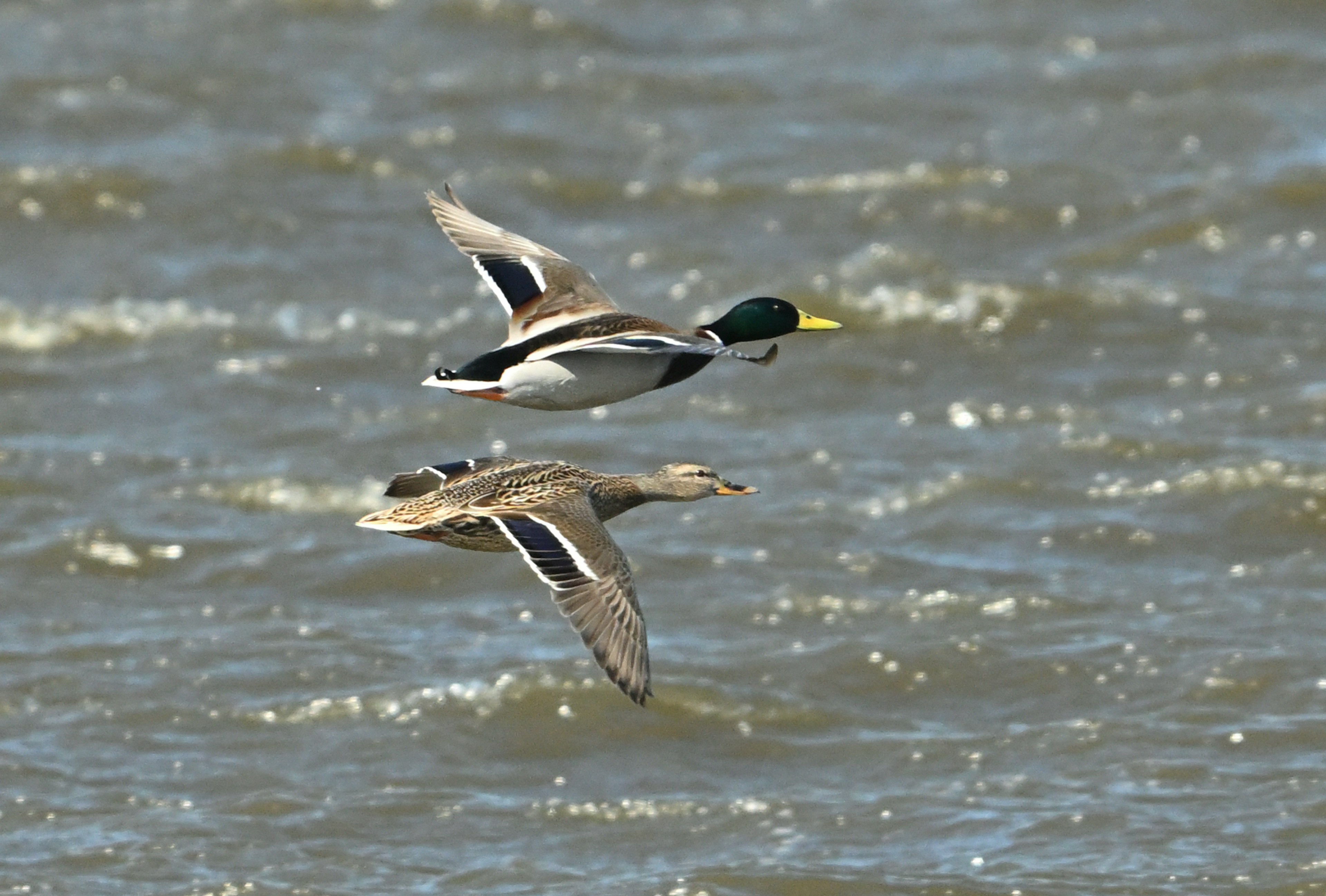 Paar von männlichen und weiblichen Stockenten, die über Wasser fliegen