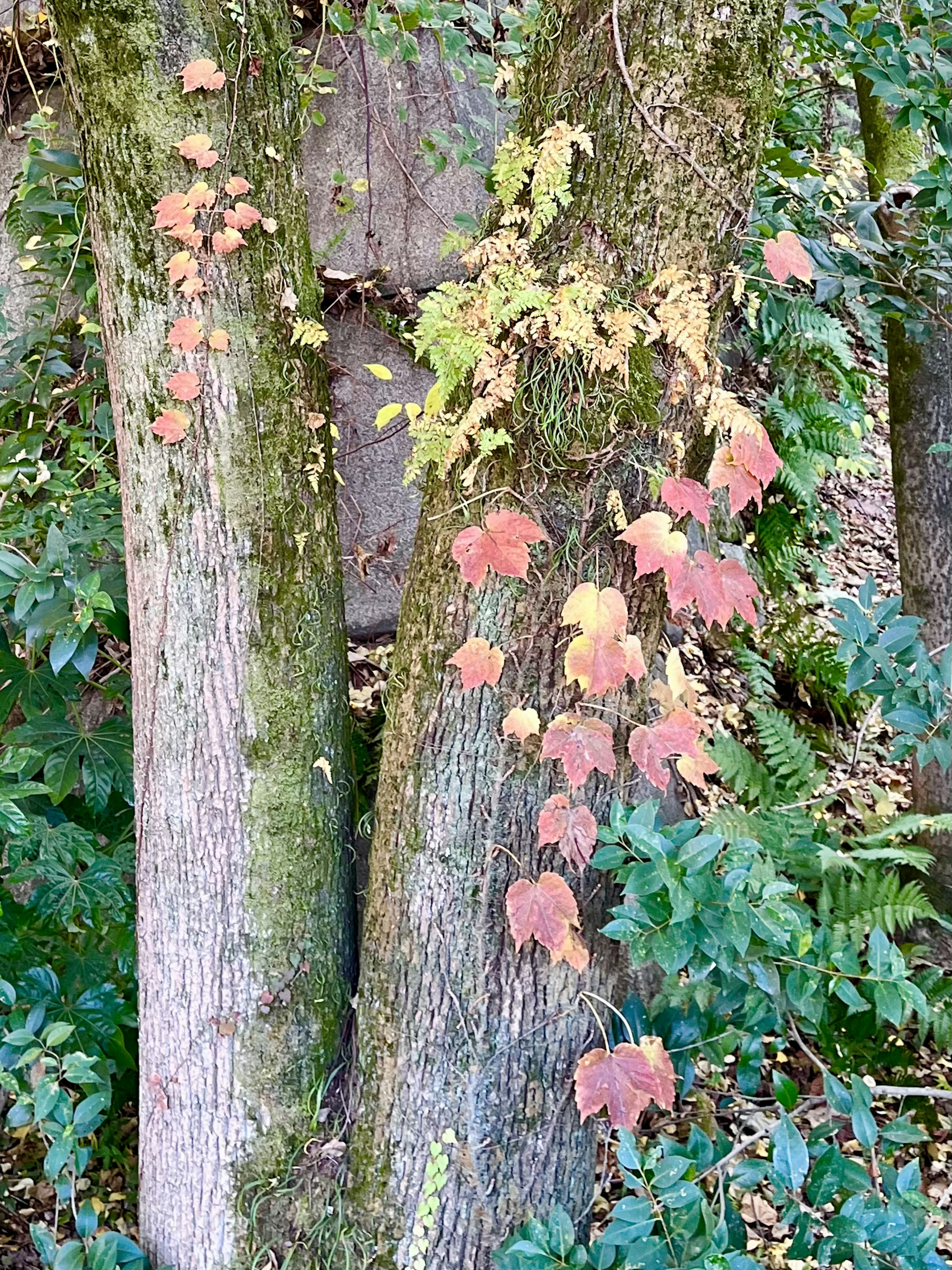 Vides con hojas de otoño trepando por dos árboles