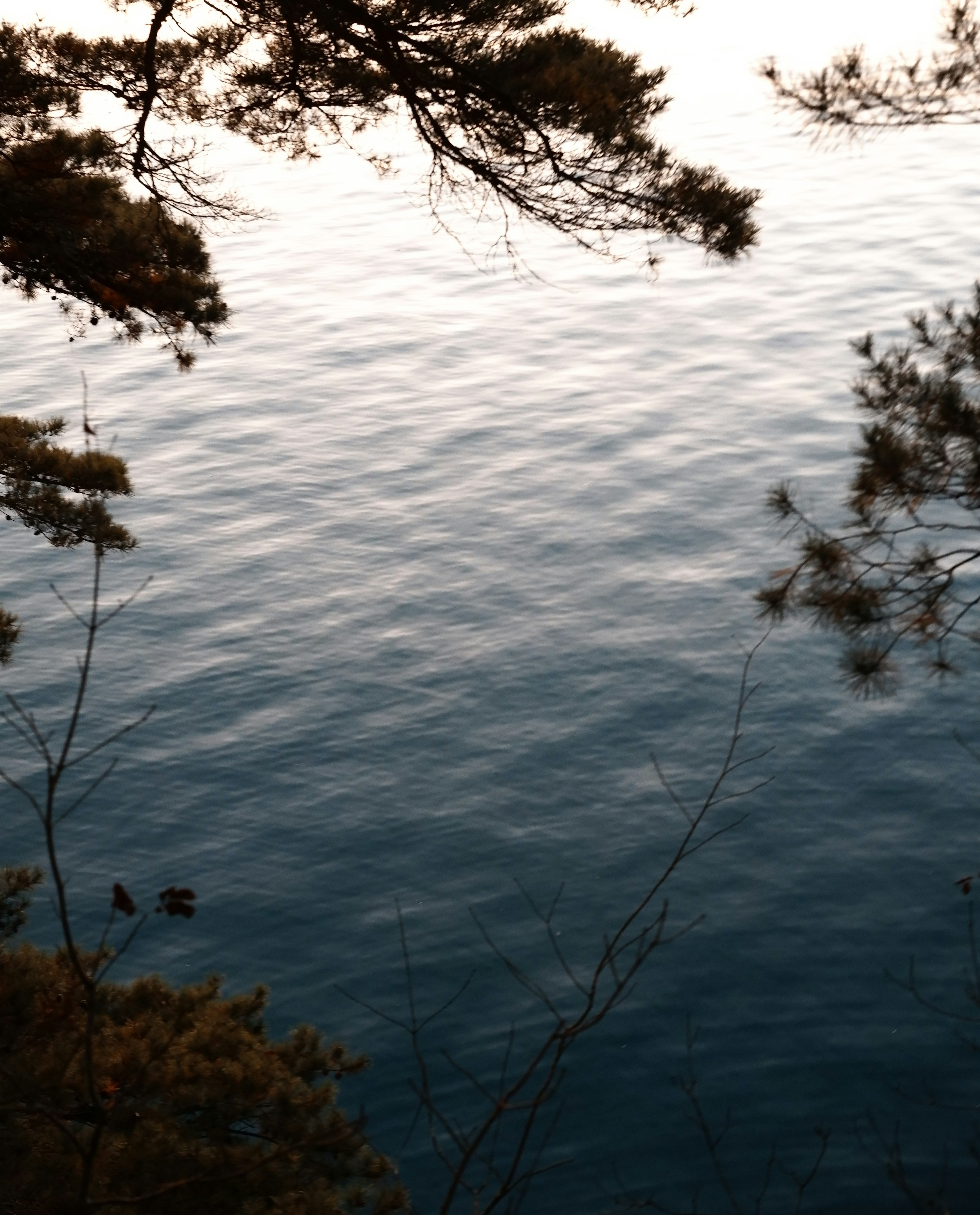 Superficie calma del lago con silhouette di alberi