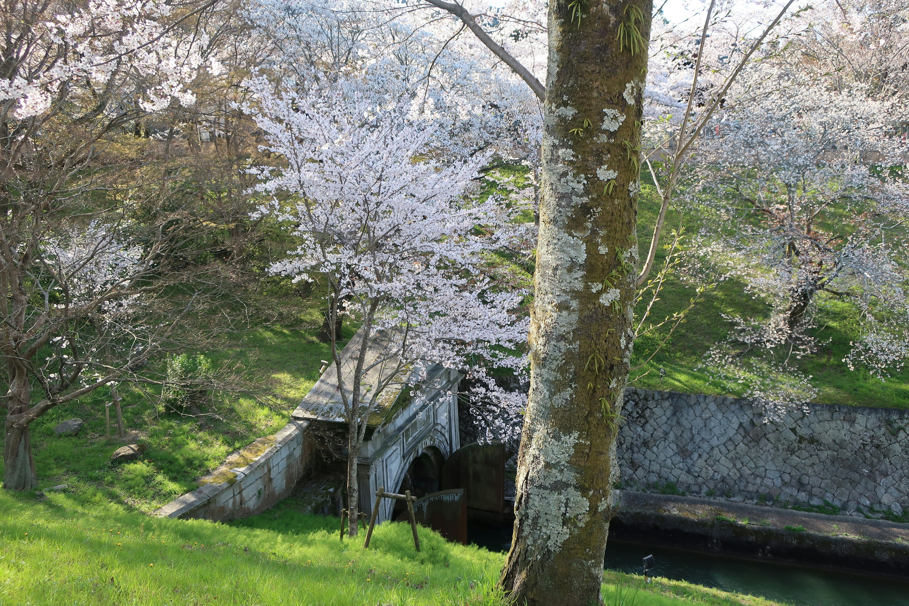 Scena di parco con fiori di ciliegio in fiore e un piccolo ponte