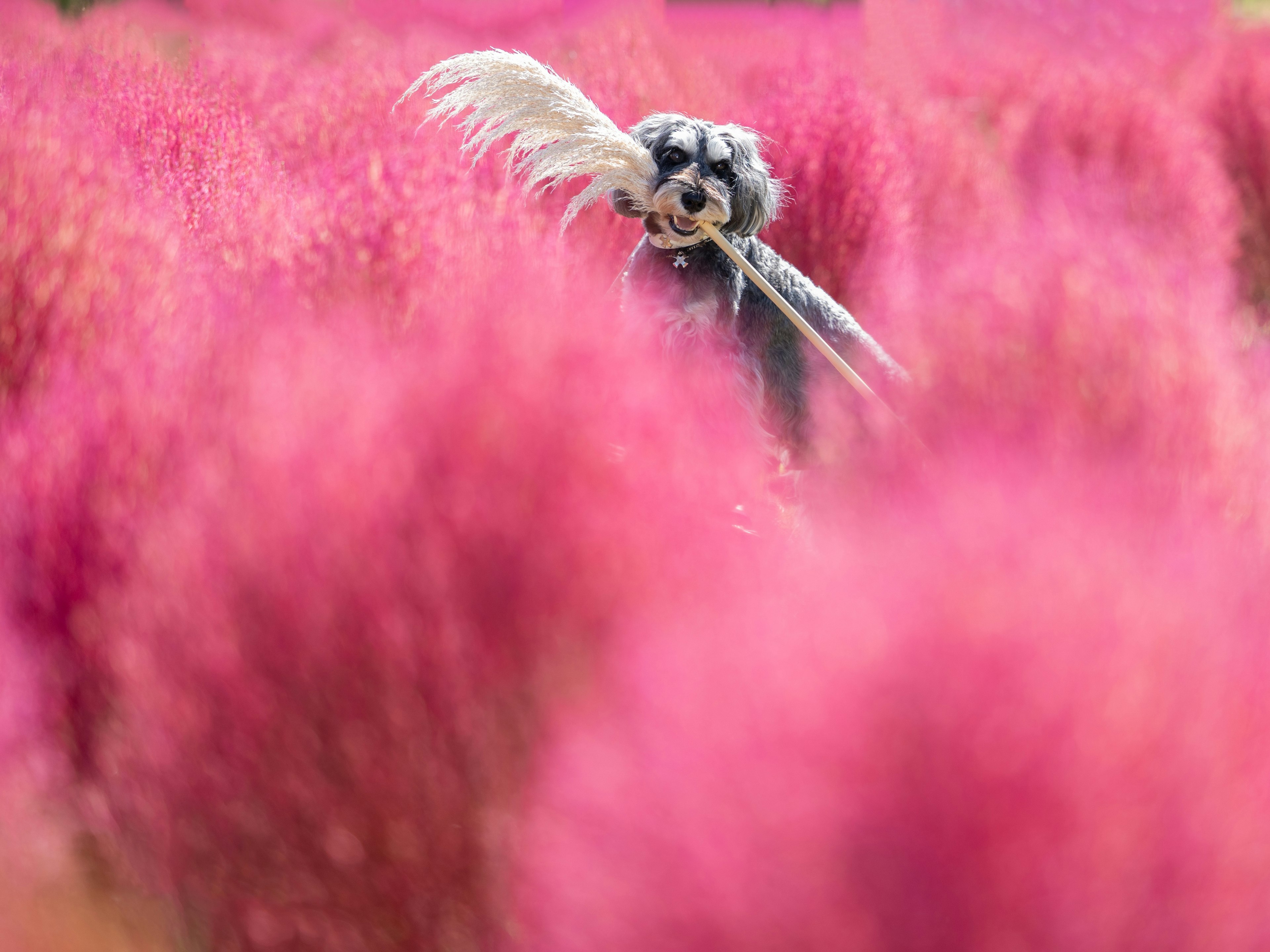 Ein hundeähnliches Tier in einem rosa Blumenfeld