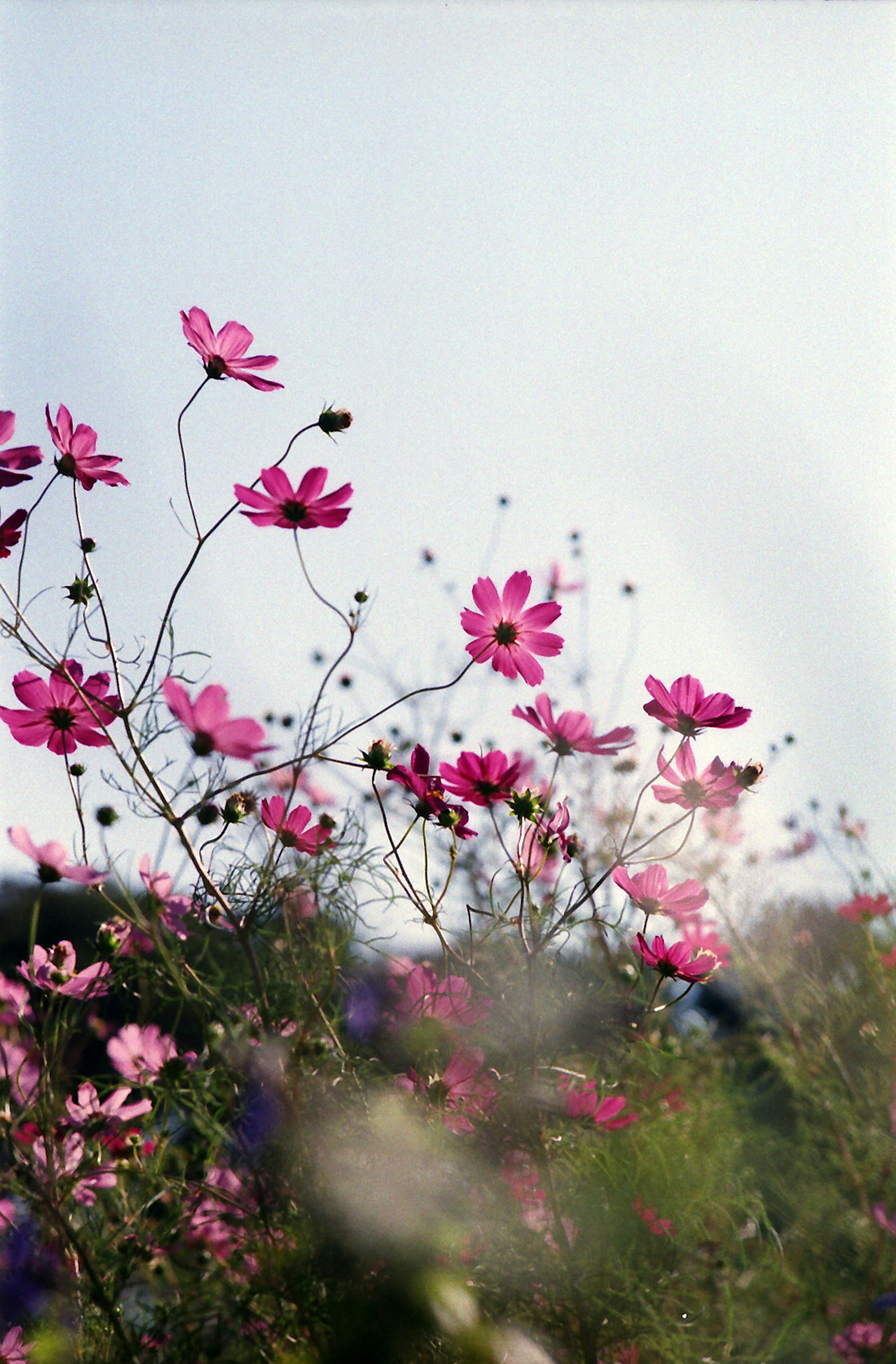 Fleurs de cosmos roses fleurissant sous un ciel bleu clair