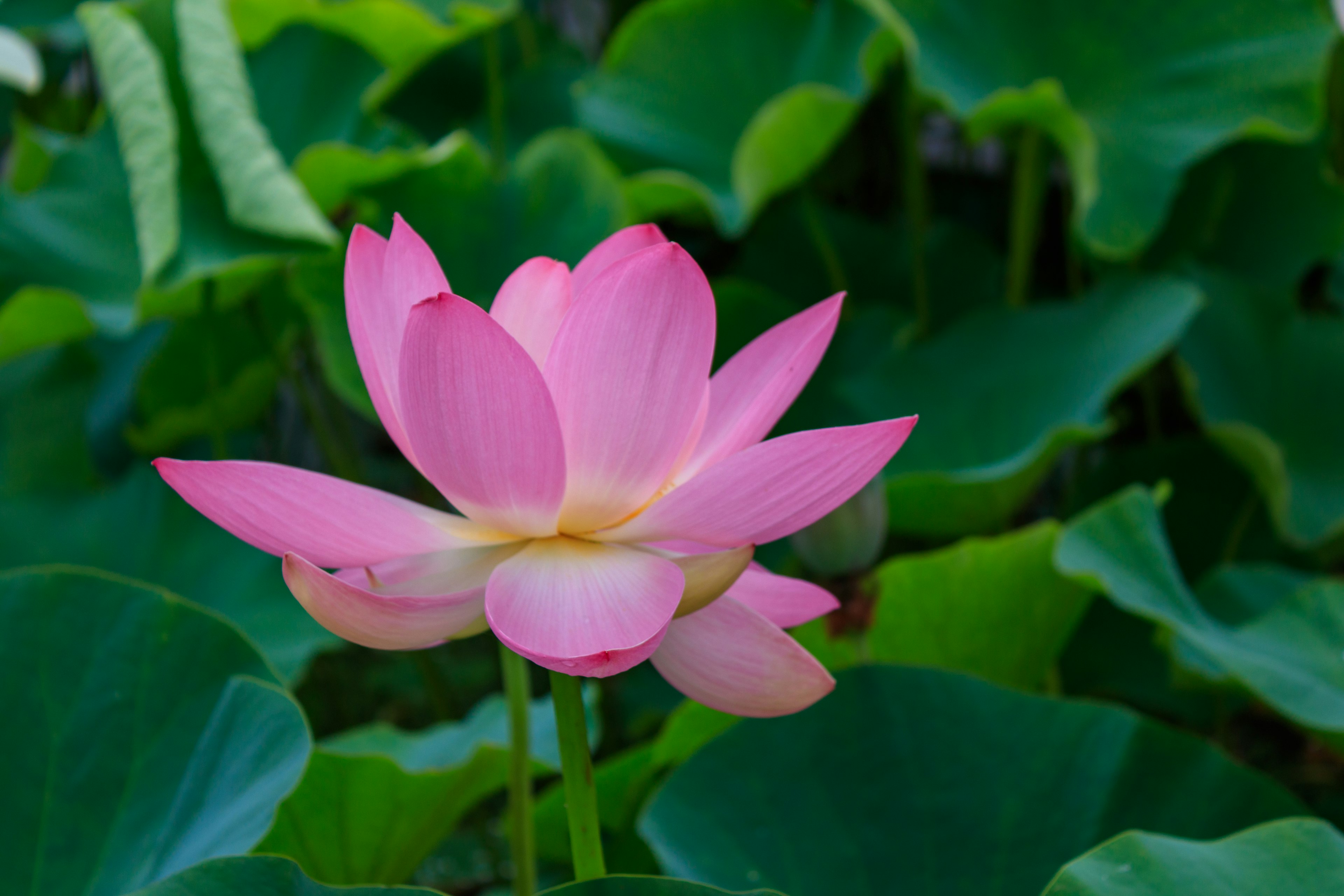 Un fiore di loto rosa che sboccia tra foglie verdi