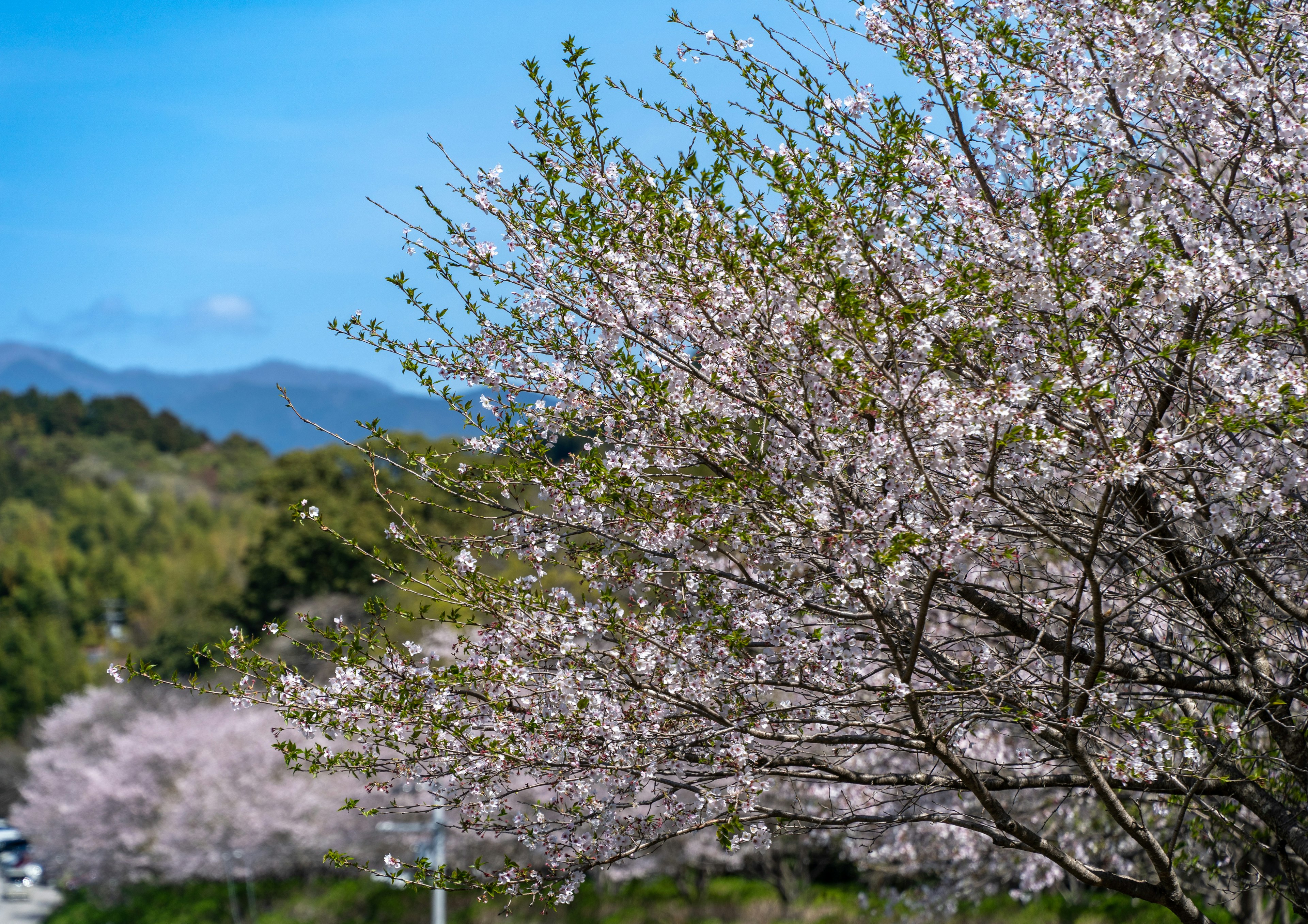 Árboles de cerezo en flor con cielo azul y montañas de fondo