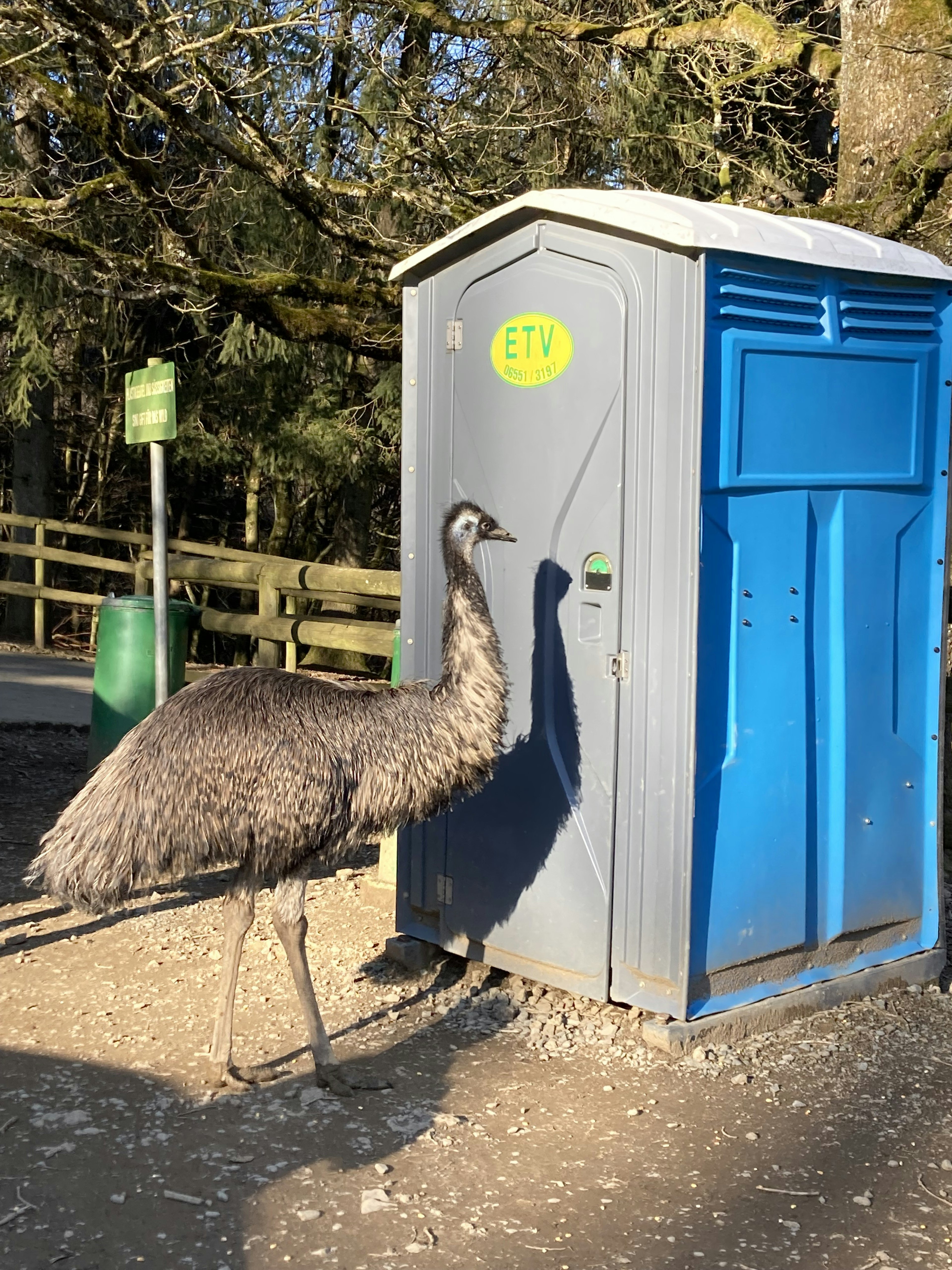 青いポータブルトイレの前に立つエミュー