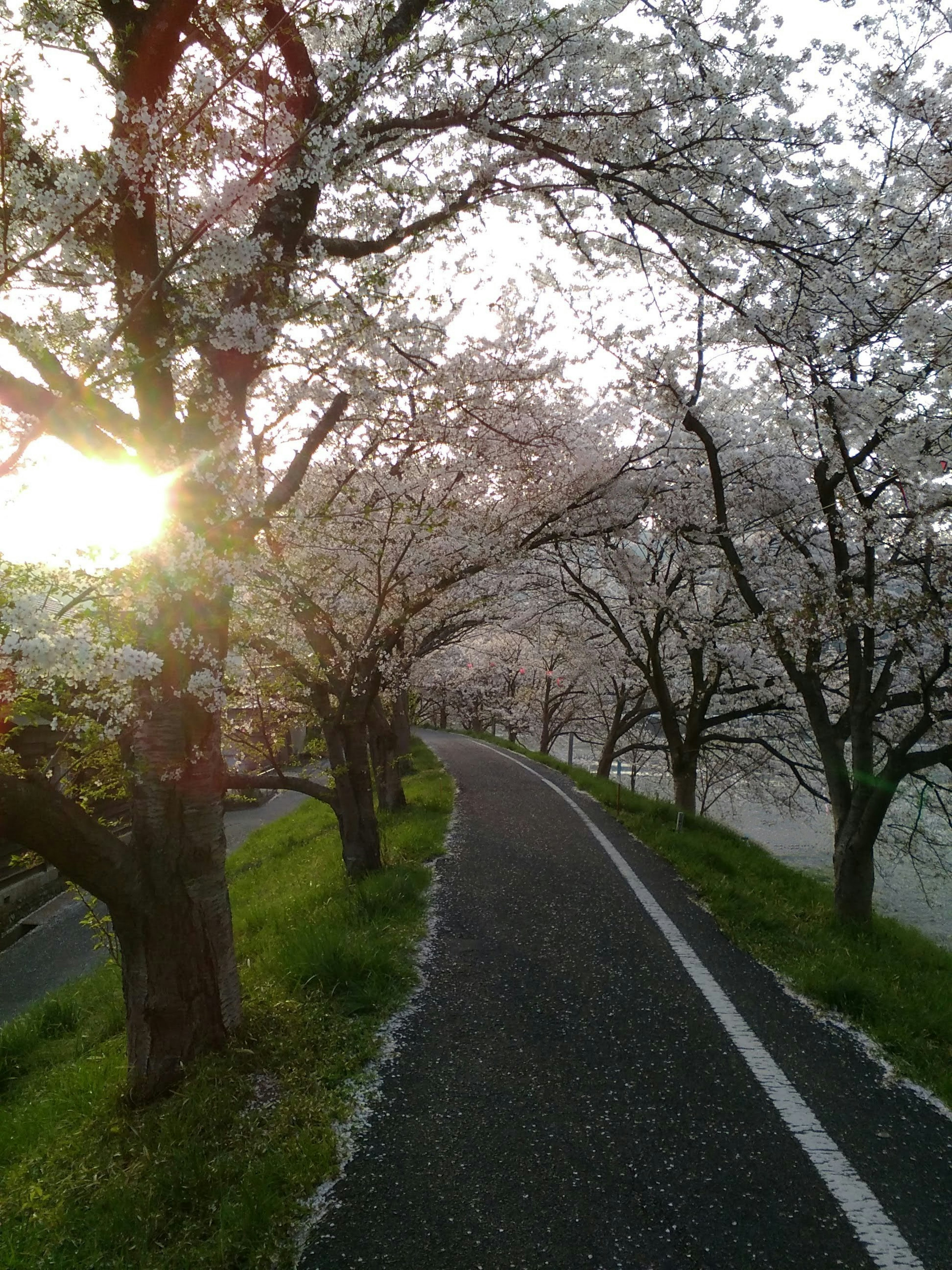 เส้นทางที่สวยงามมีต้นซากุระเรียงรายและแสงแดดส่องผ่าน