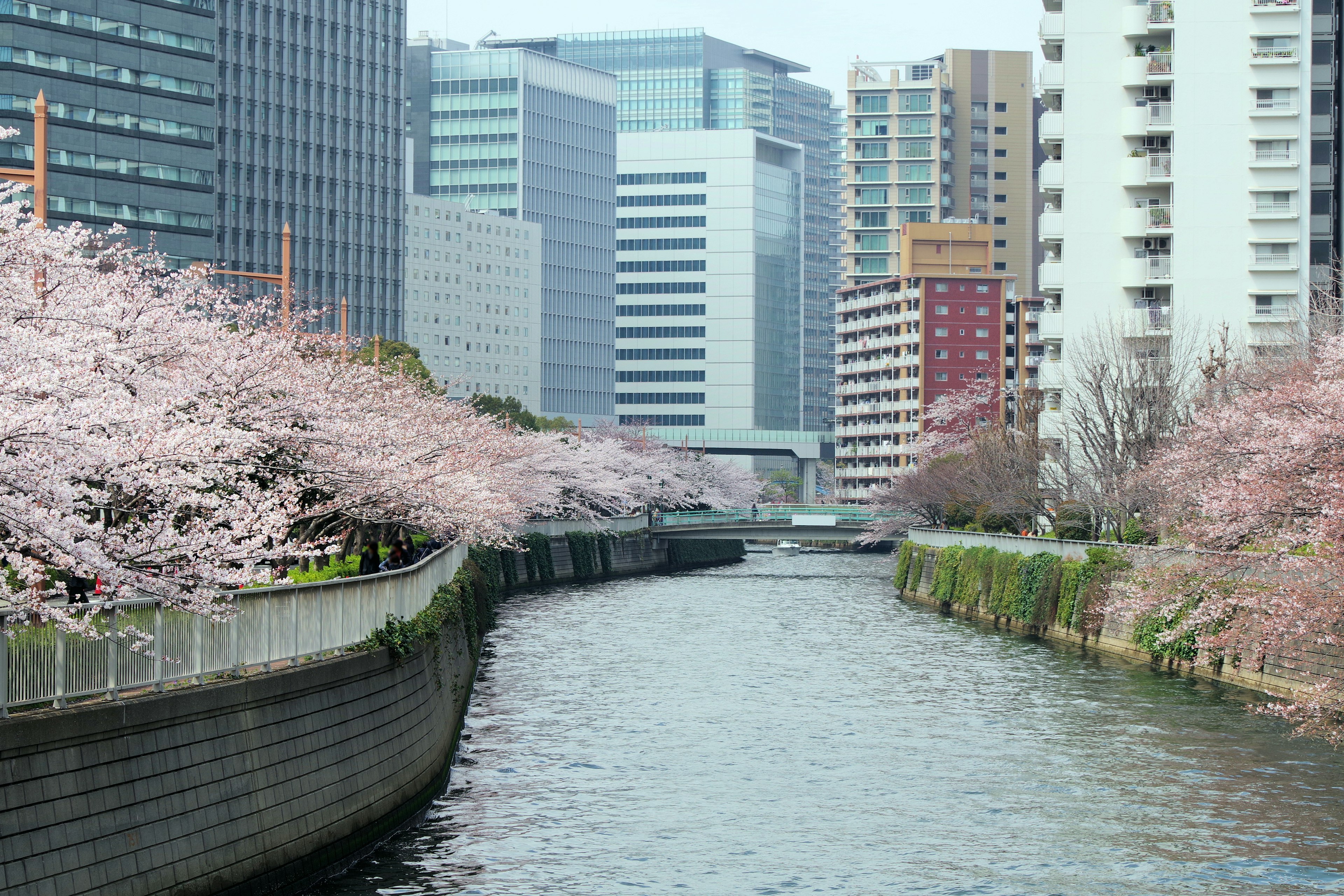 Urban landscape along a river lined with cherry blossom trees