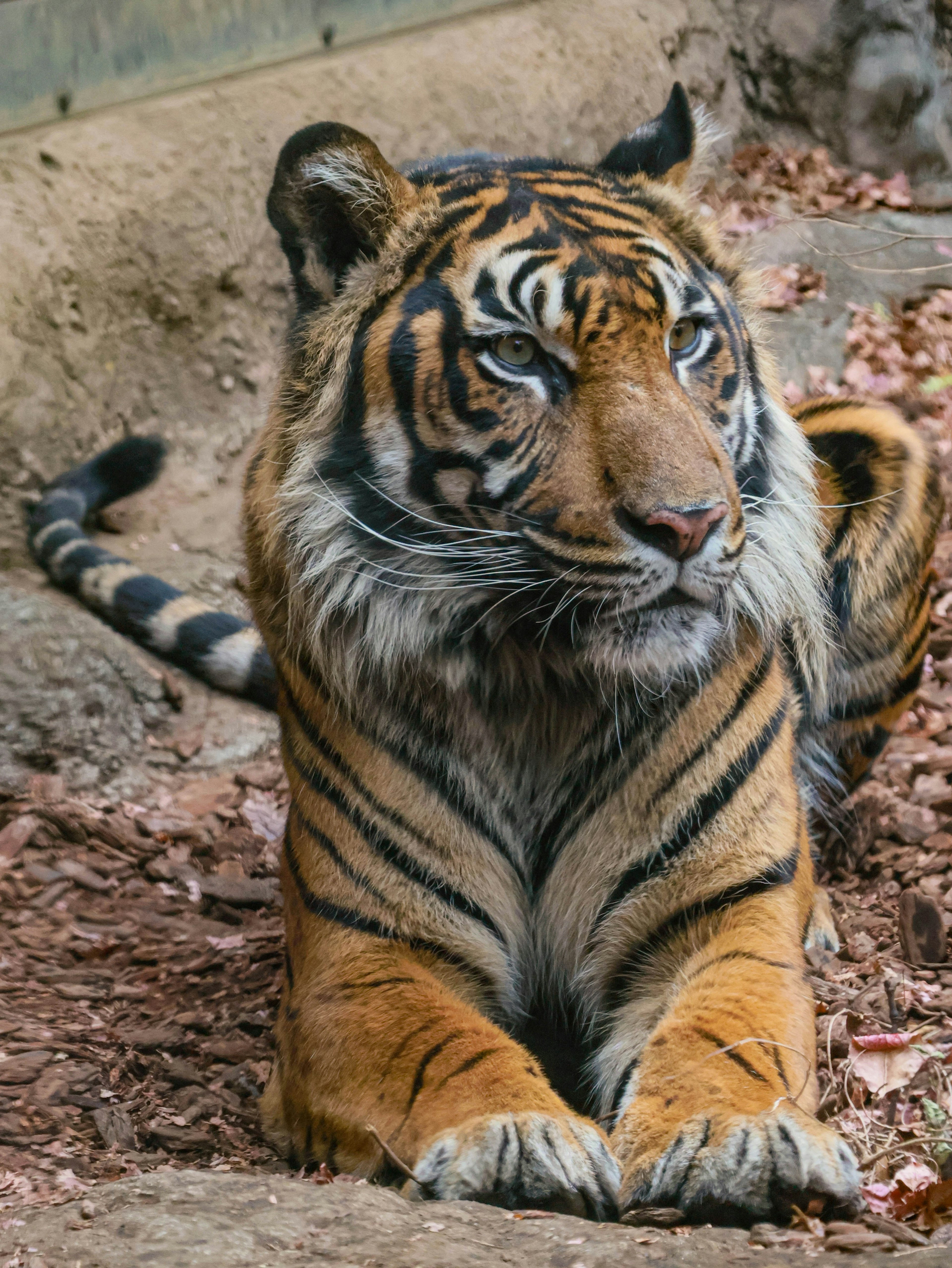 A tiger with orange and black stripes resting calmly