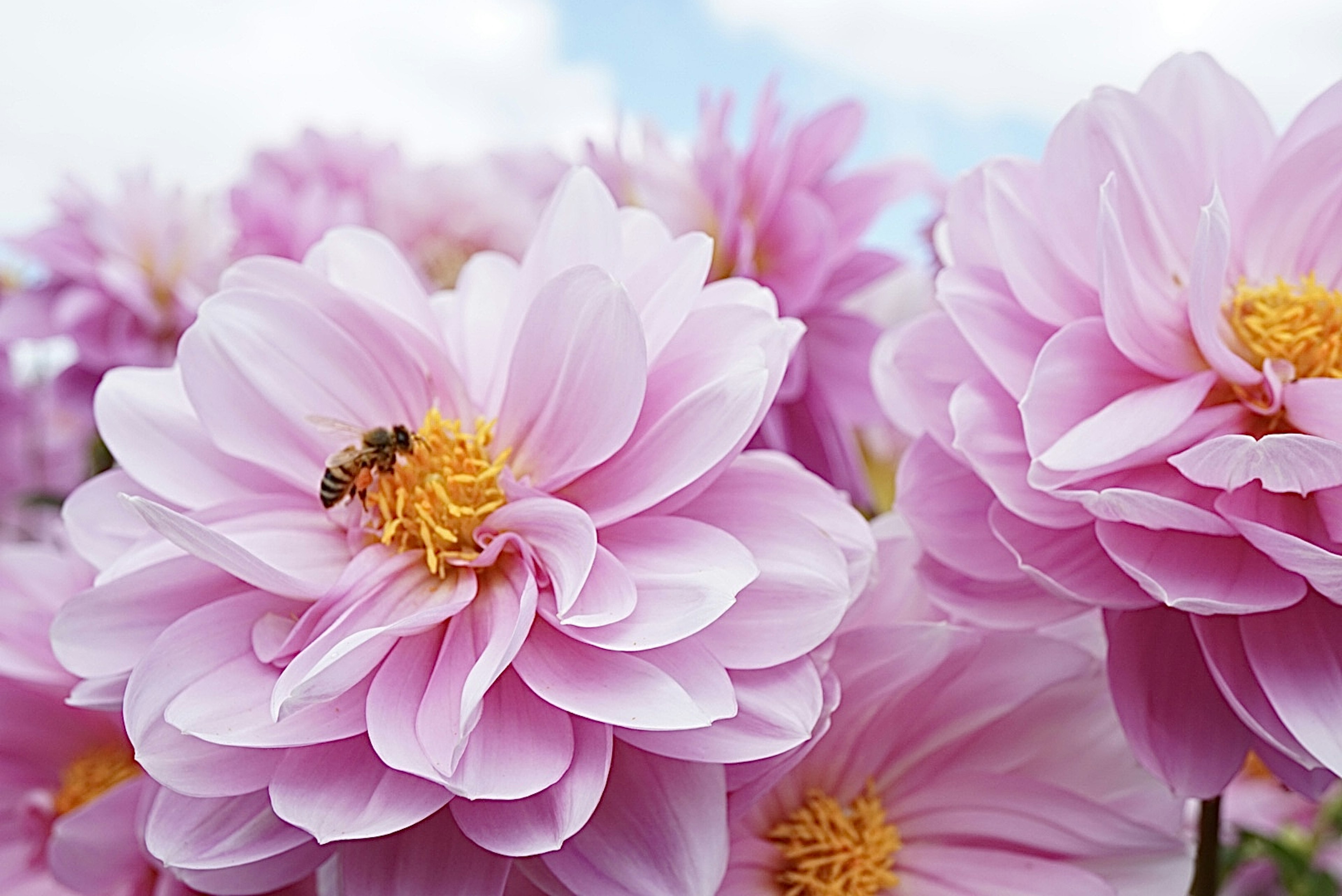 ピンクの花と蜂のクローズアップ青空の背景