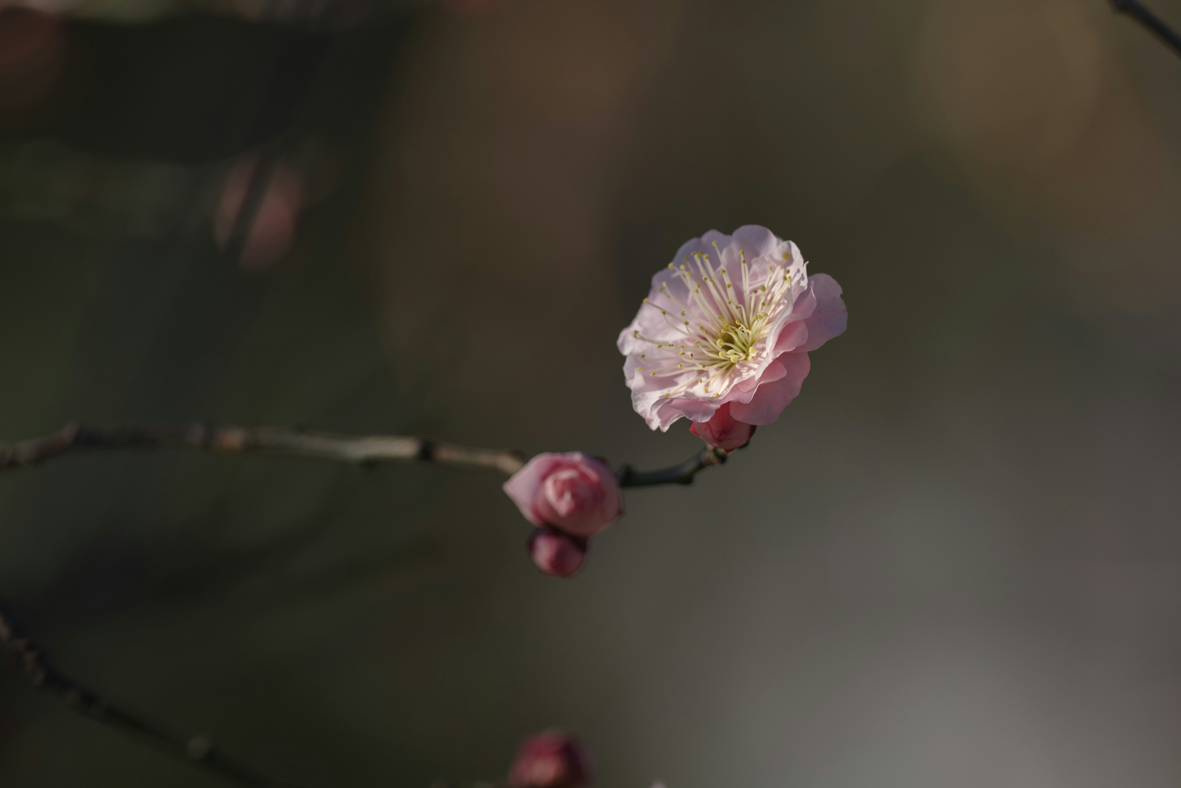 Primo piano di un fiore rosa chiaro che sboccia su un ramo