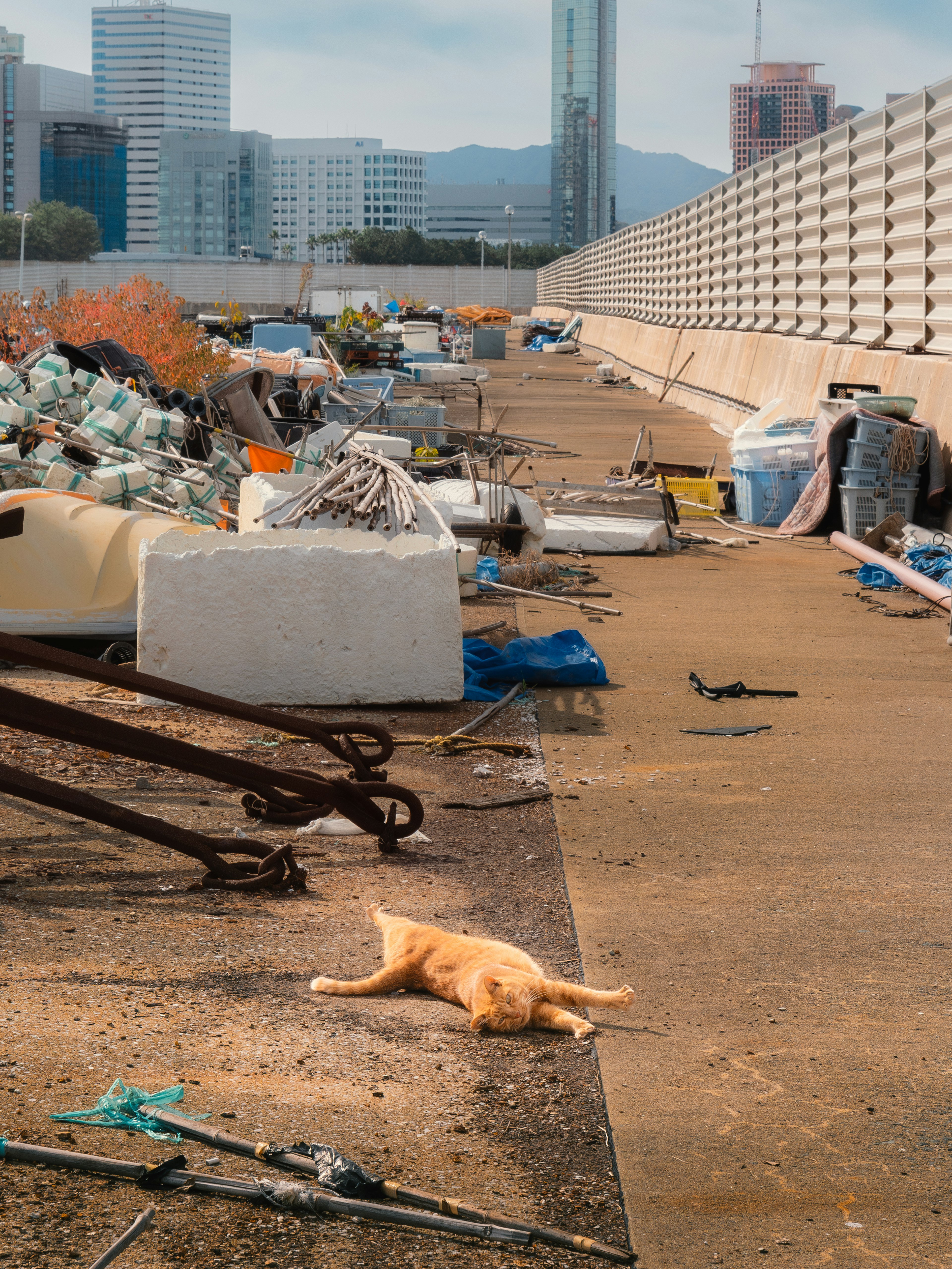 Chat orange couché parmi des débris éparpillés avec une ligne d'horizon de la ville en arrière-plan