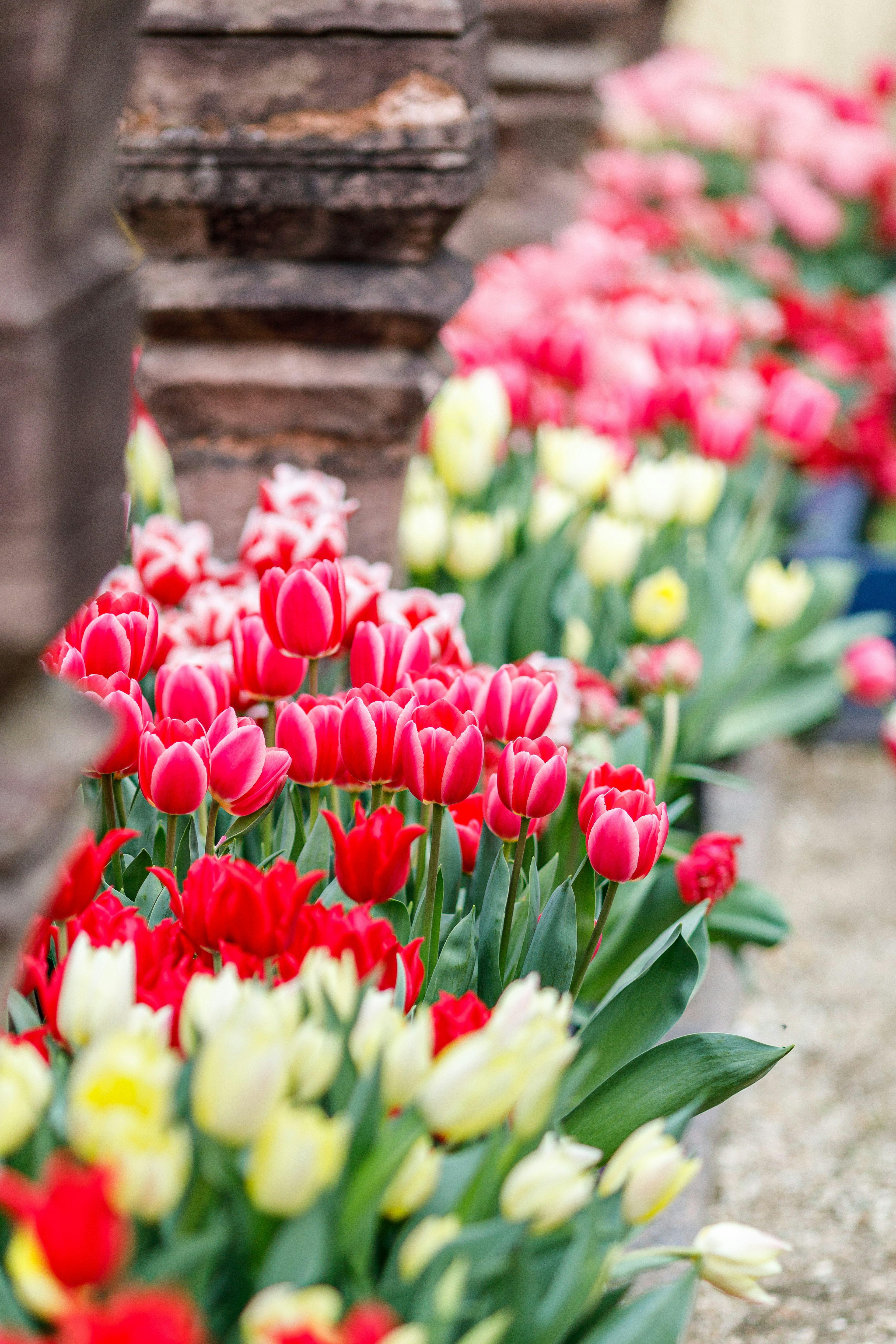 Tulipanes vibrantes de varios colores floreciendo en un jardín