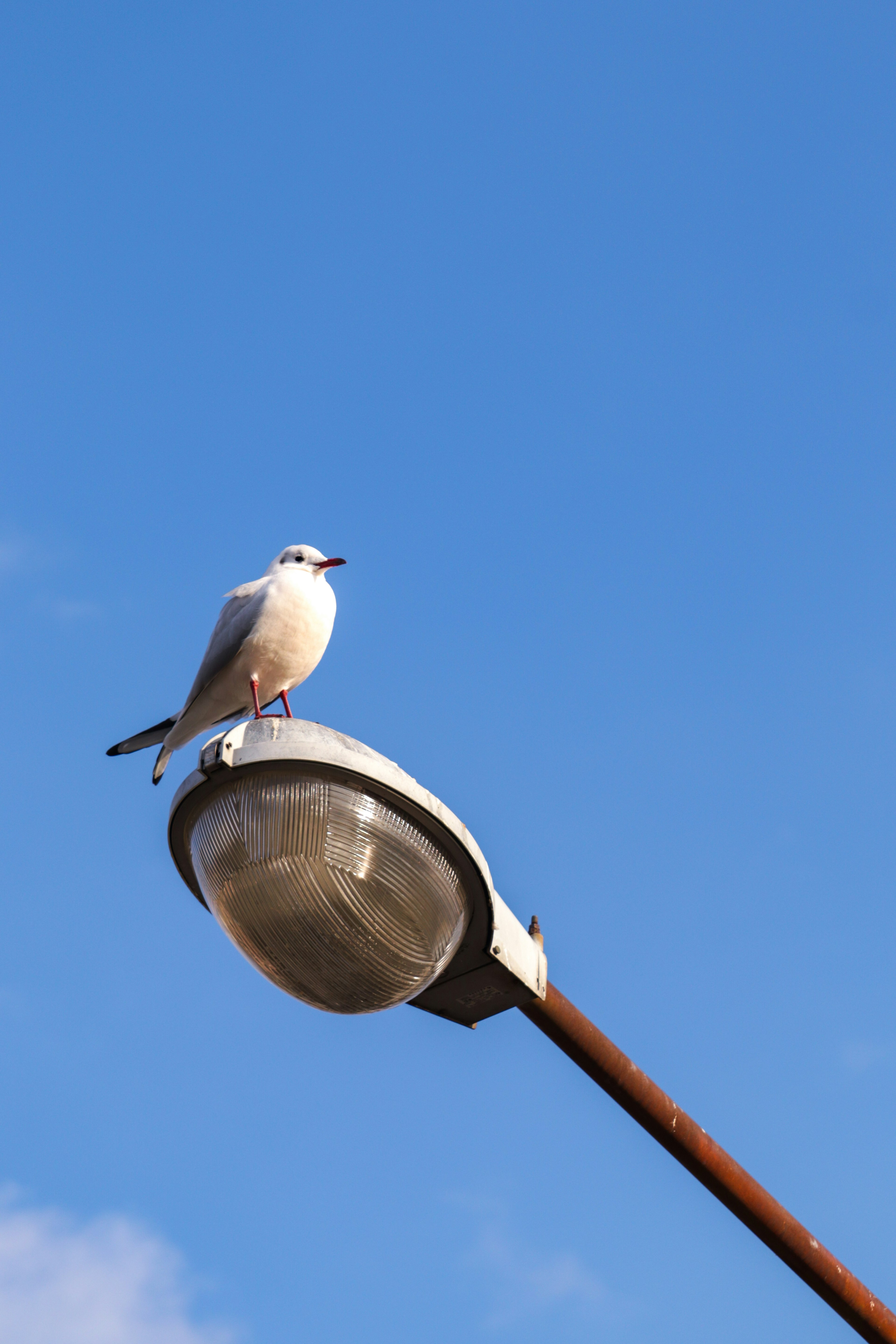 A white bird perched on a streetlight against a blue sky