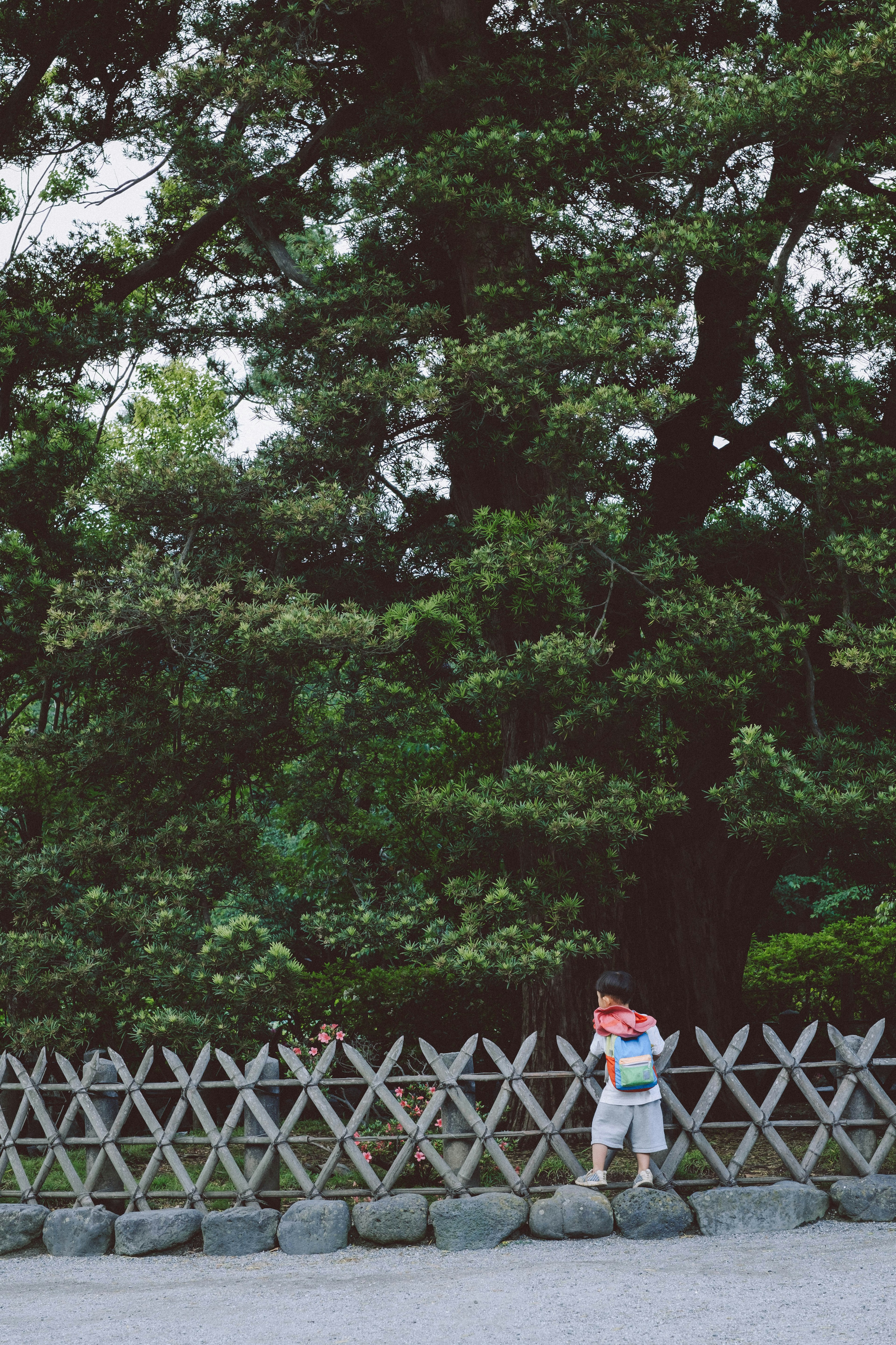 少年が木のフェンスの近くに立っている緑の公園の風景