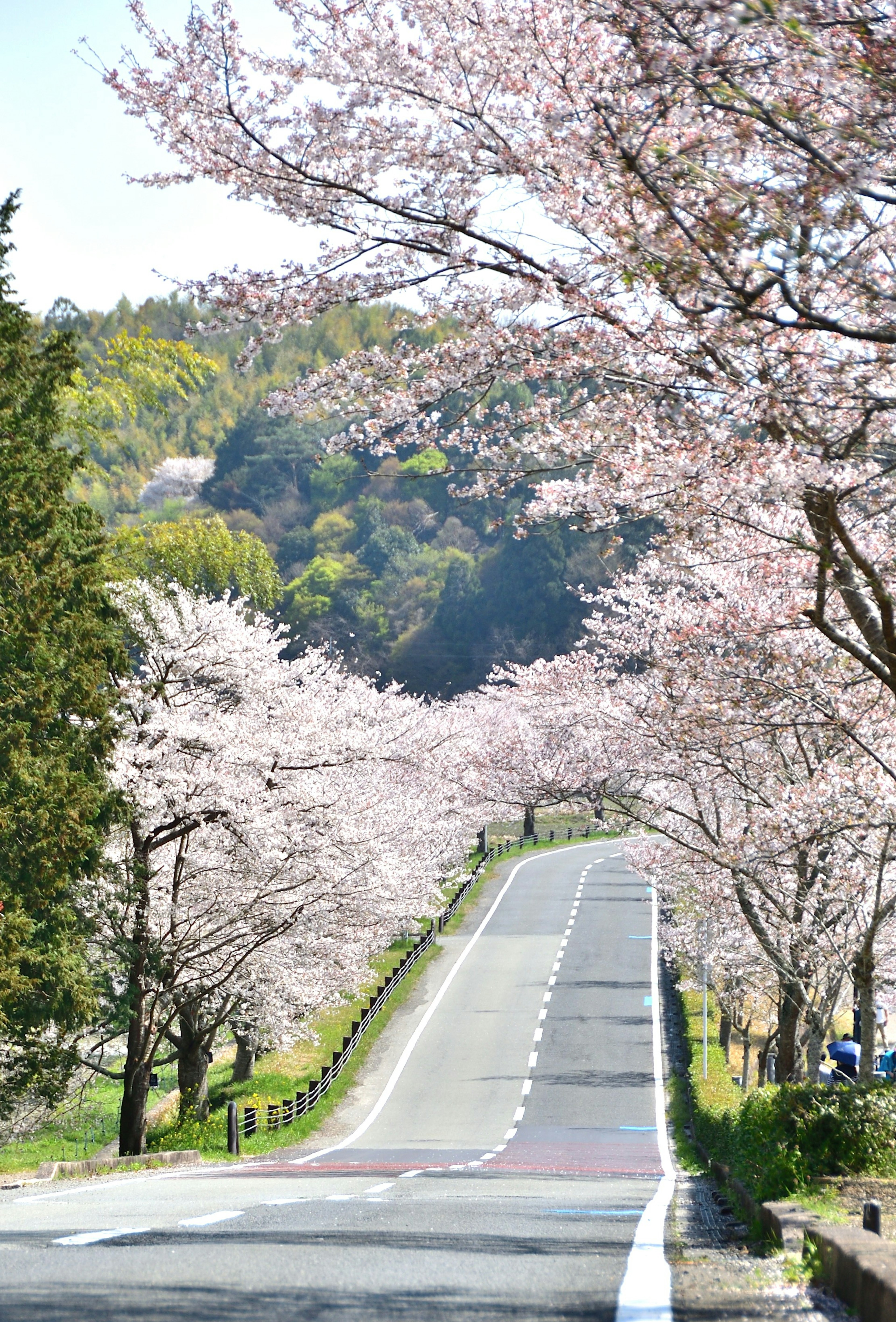 Scenic road lined with cherry blossom trees