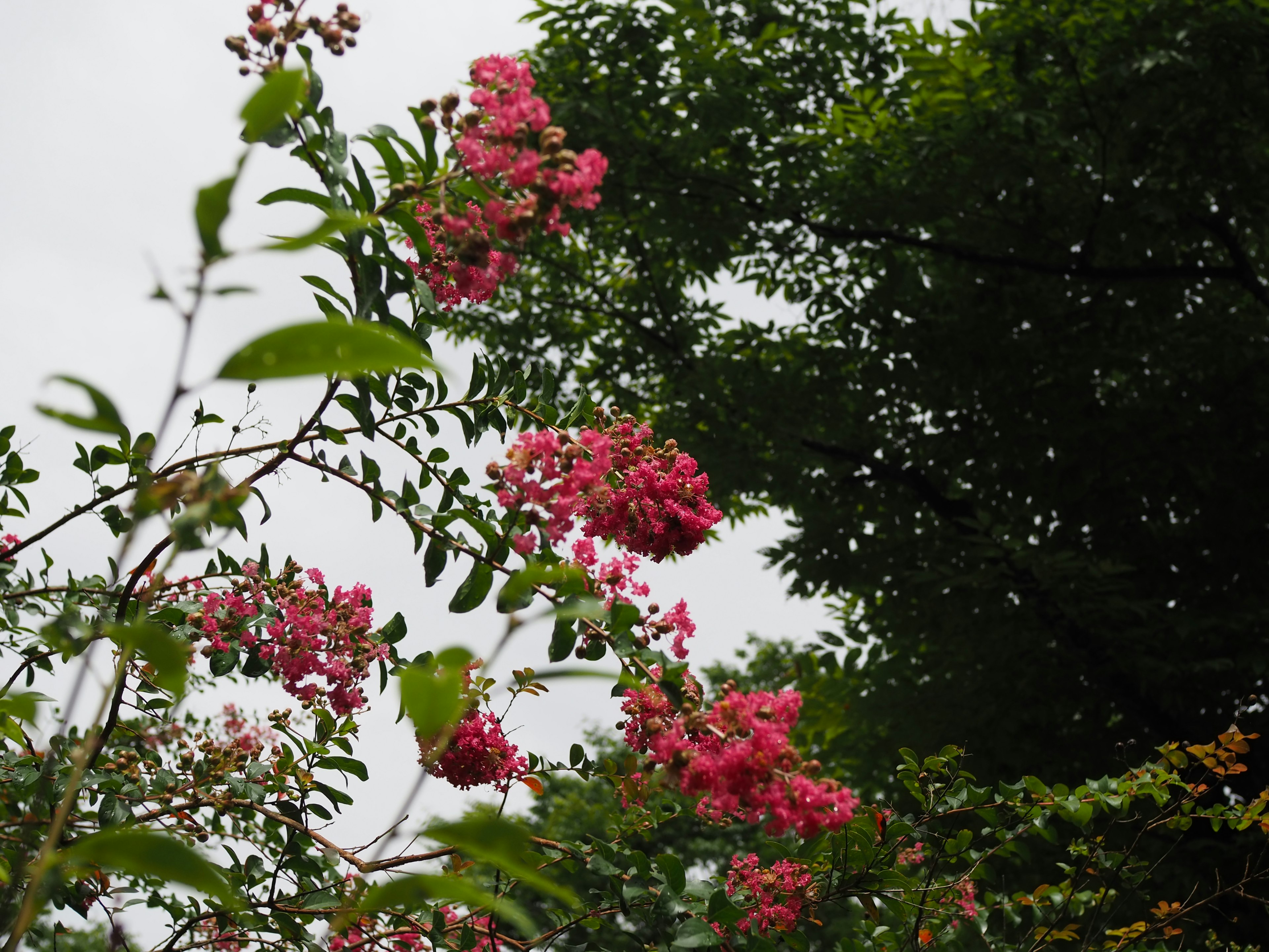 Une scène avec des fleurs roses en fleurs et des feuilles vertes luxuriantes