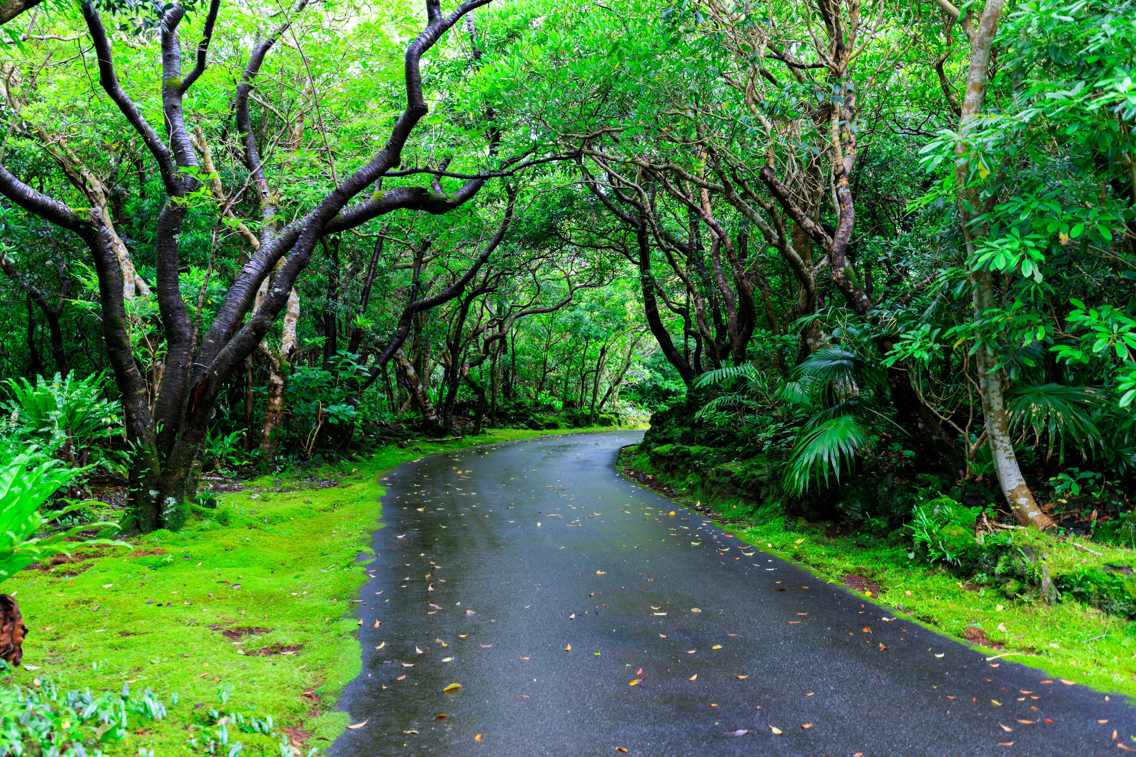 Jalan berkelok-kelok melalui hutan lebat