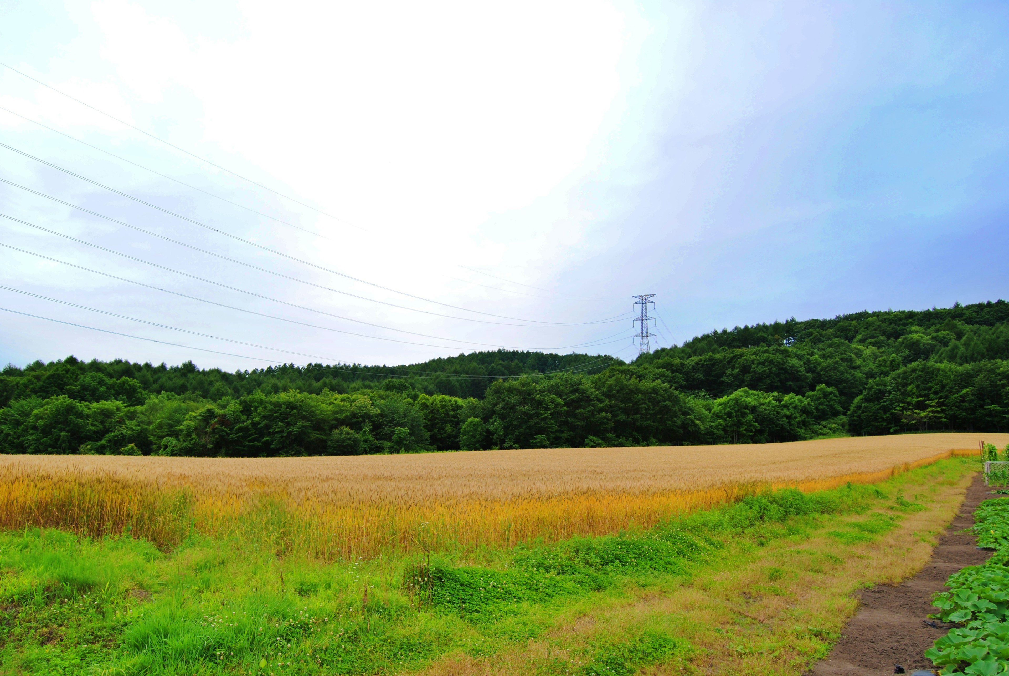 Paisaje verde con un campo de grano dorado