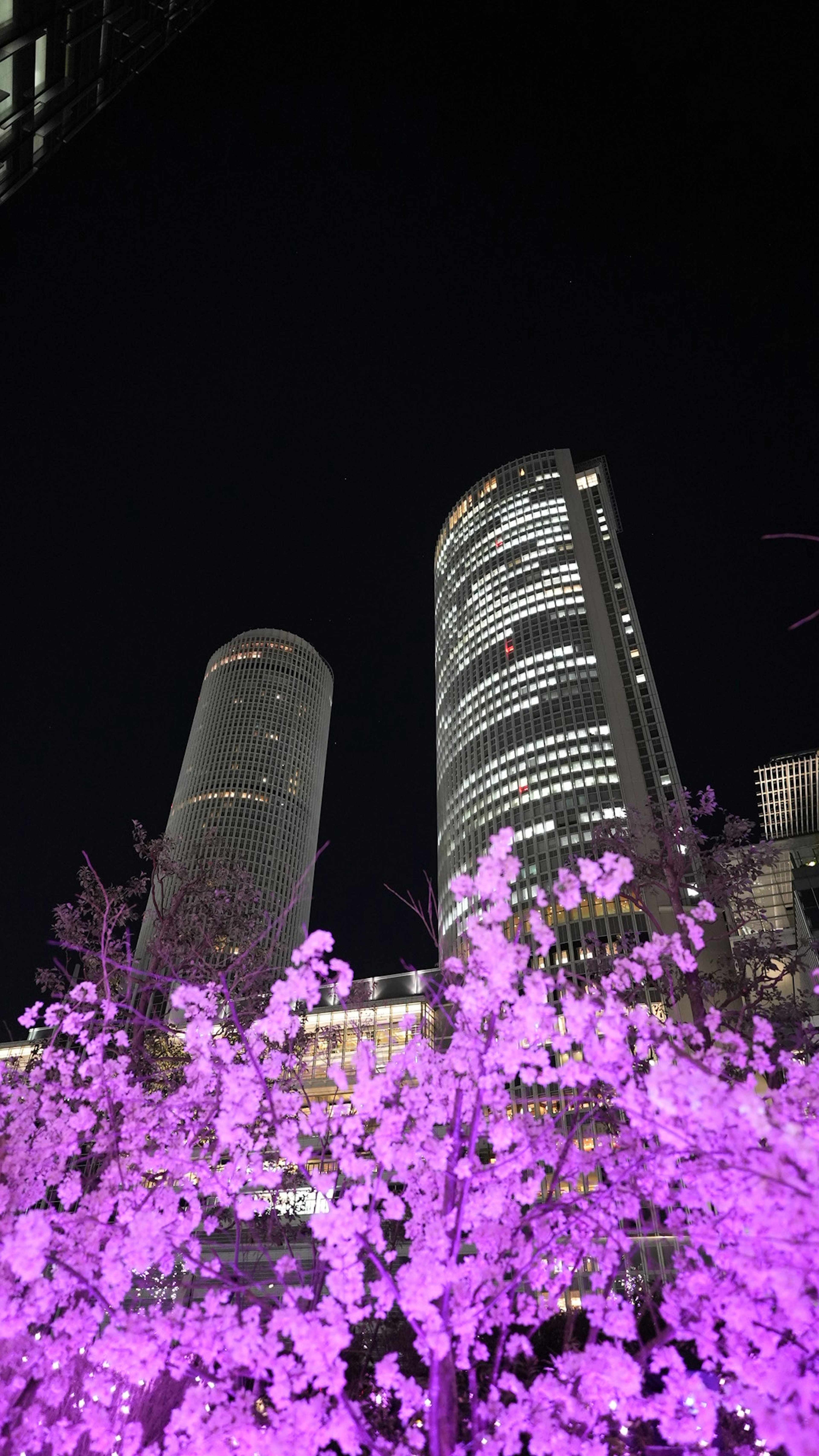 夜の都市風景に映える桜の花と高層ビル