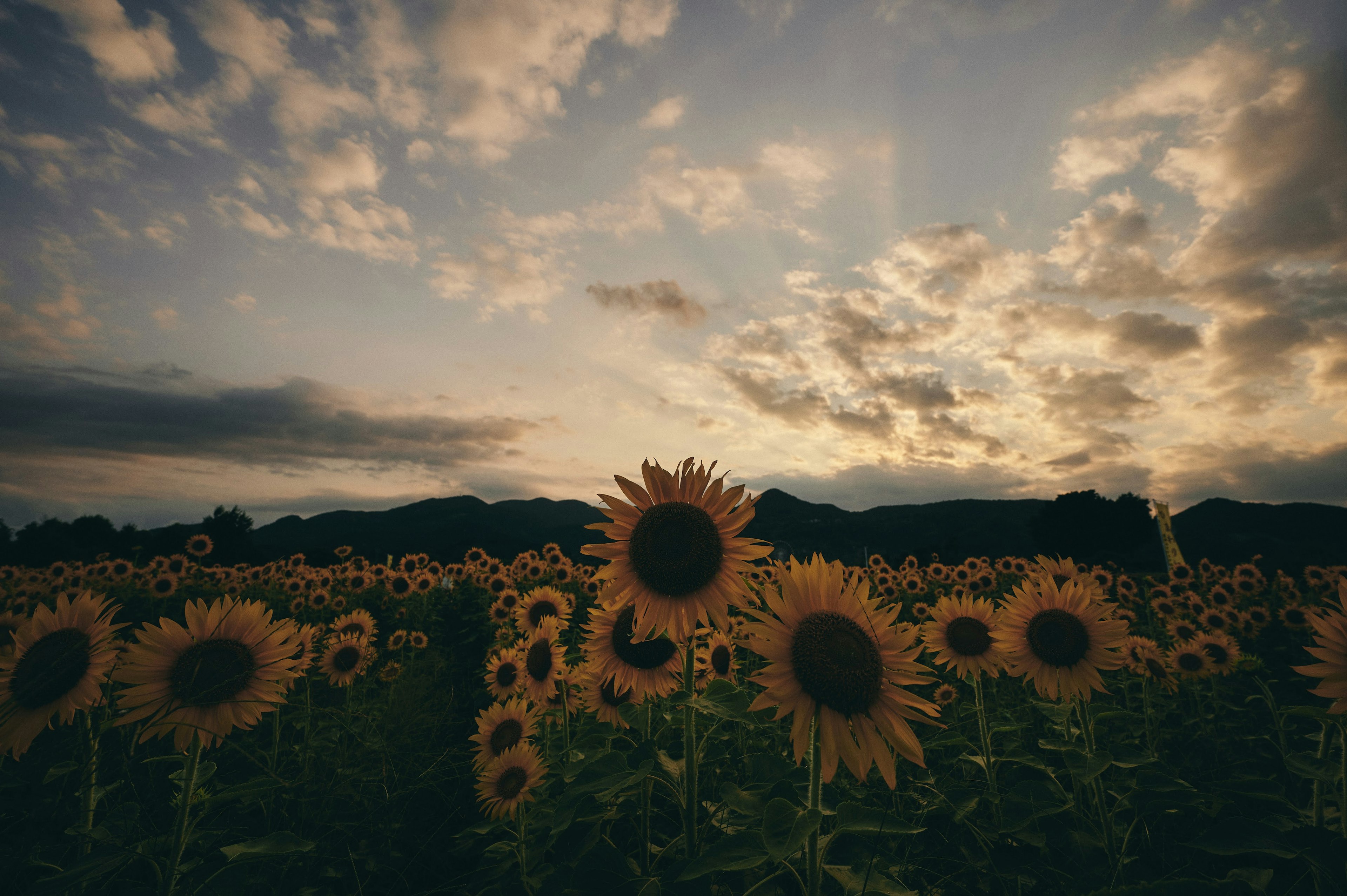 Campo di girasoli sotto un cielo drammatico al tramonto