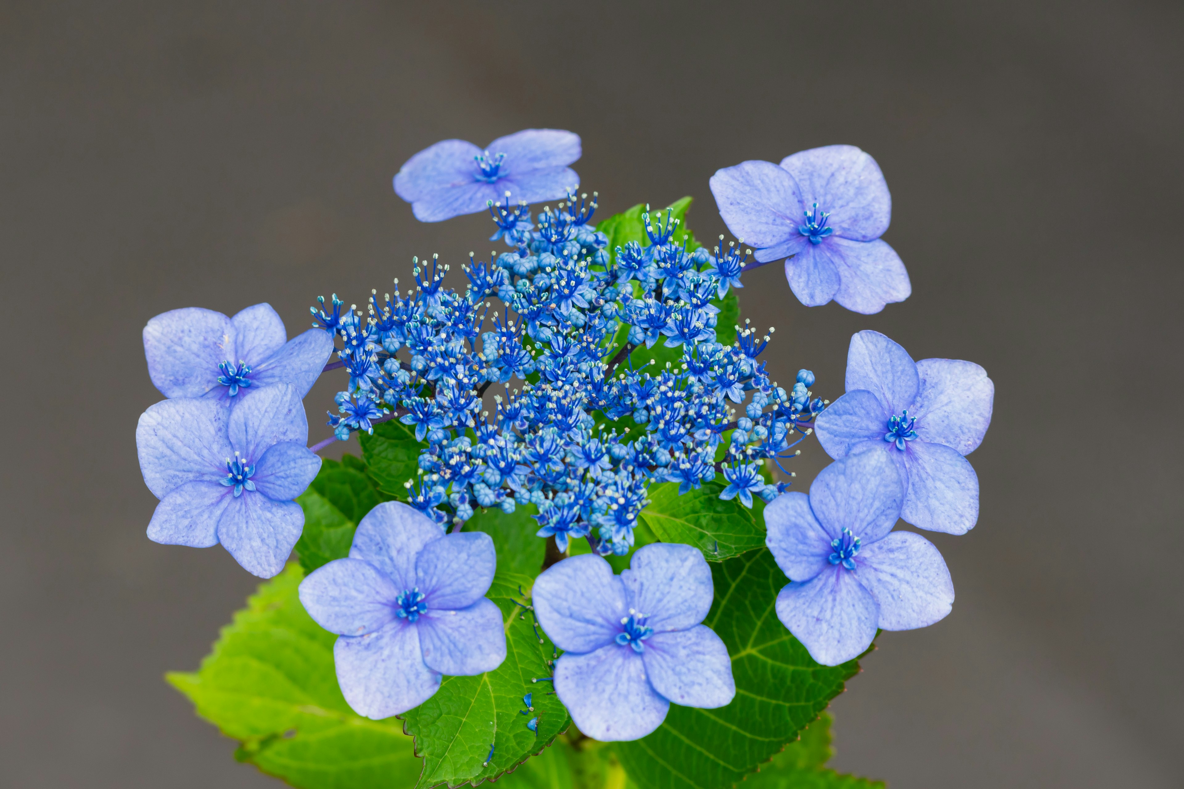 Close-up of hydrangea with blue flowers and green leaves