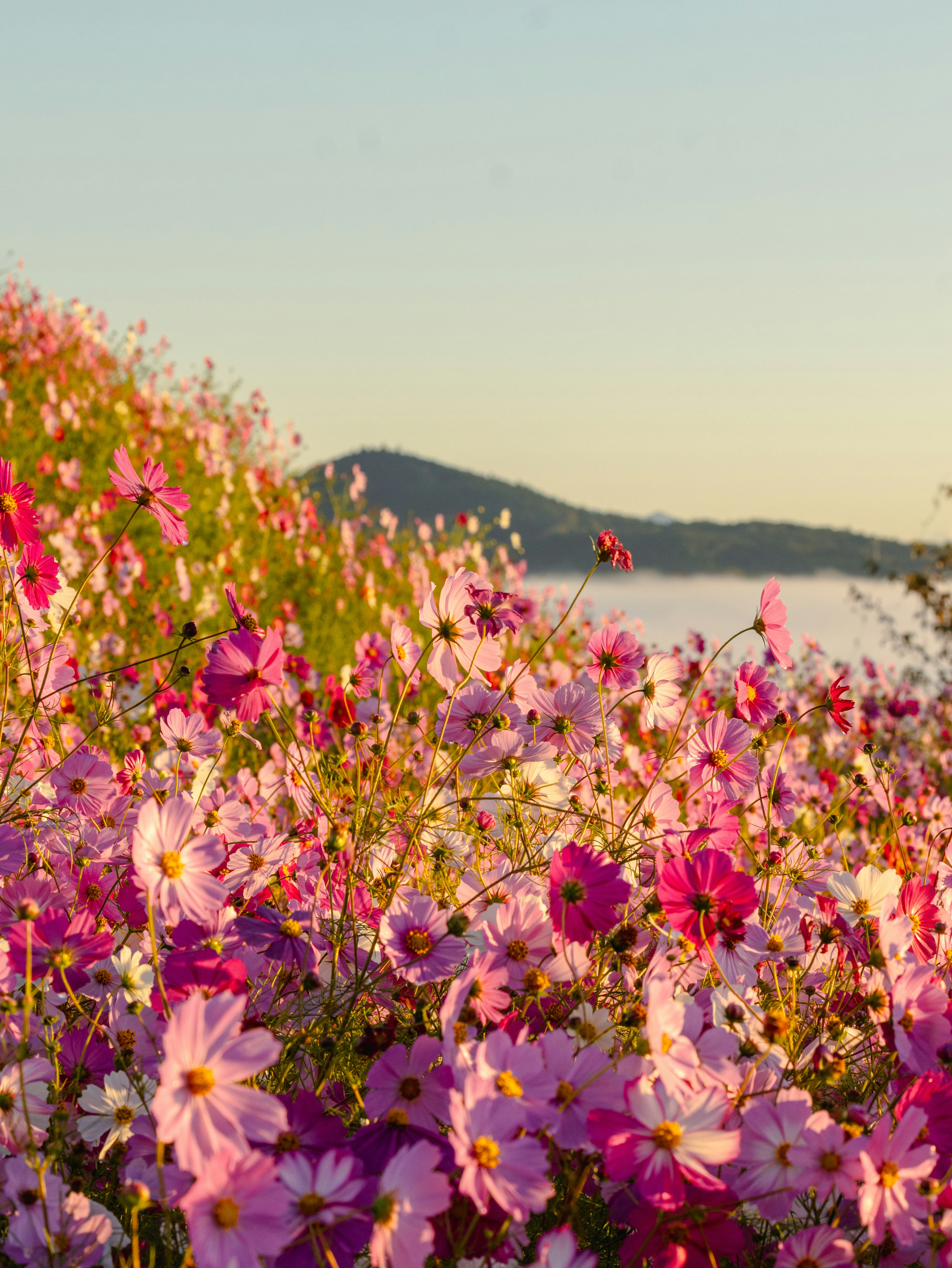 色とりどりのコスモスの花が咲き誇る風景と遠くに見える山