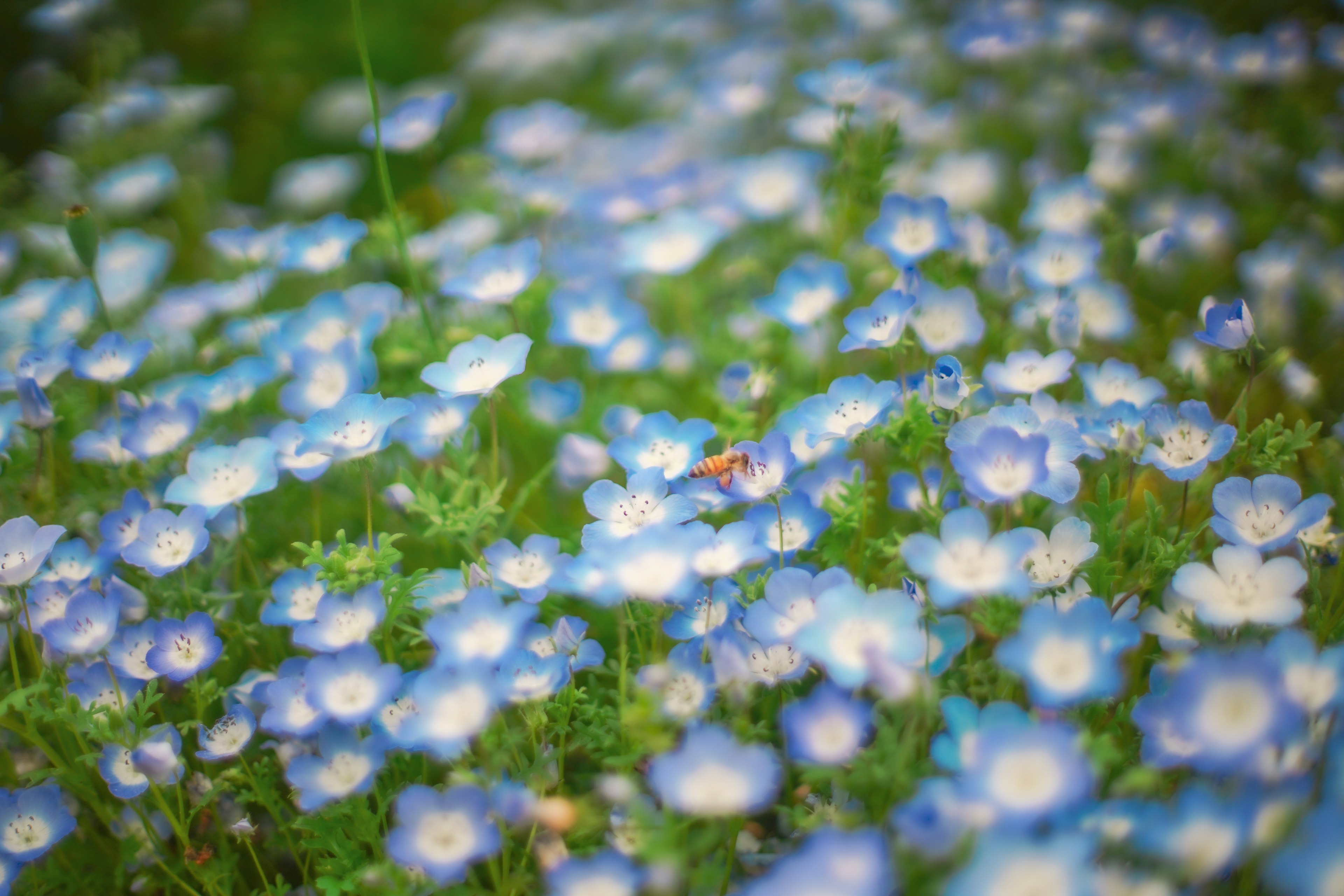 青い花が咲き乱れる緑の風景