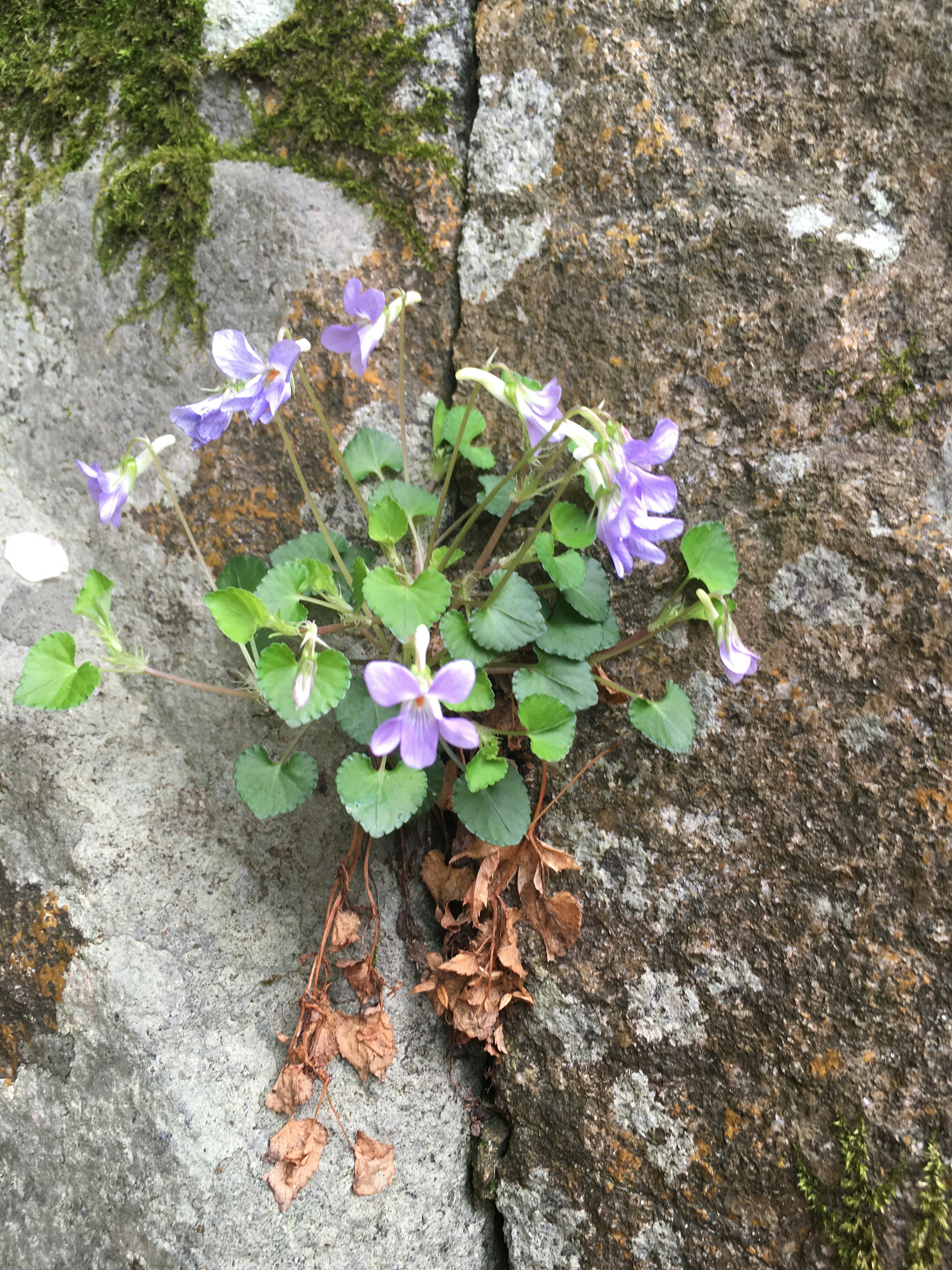 Purple flowers and green leaves growing through a crack in a stone