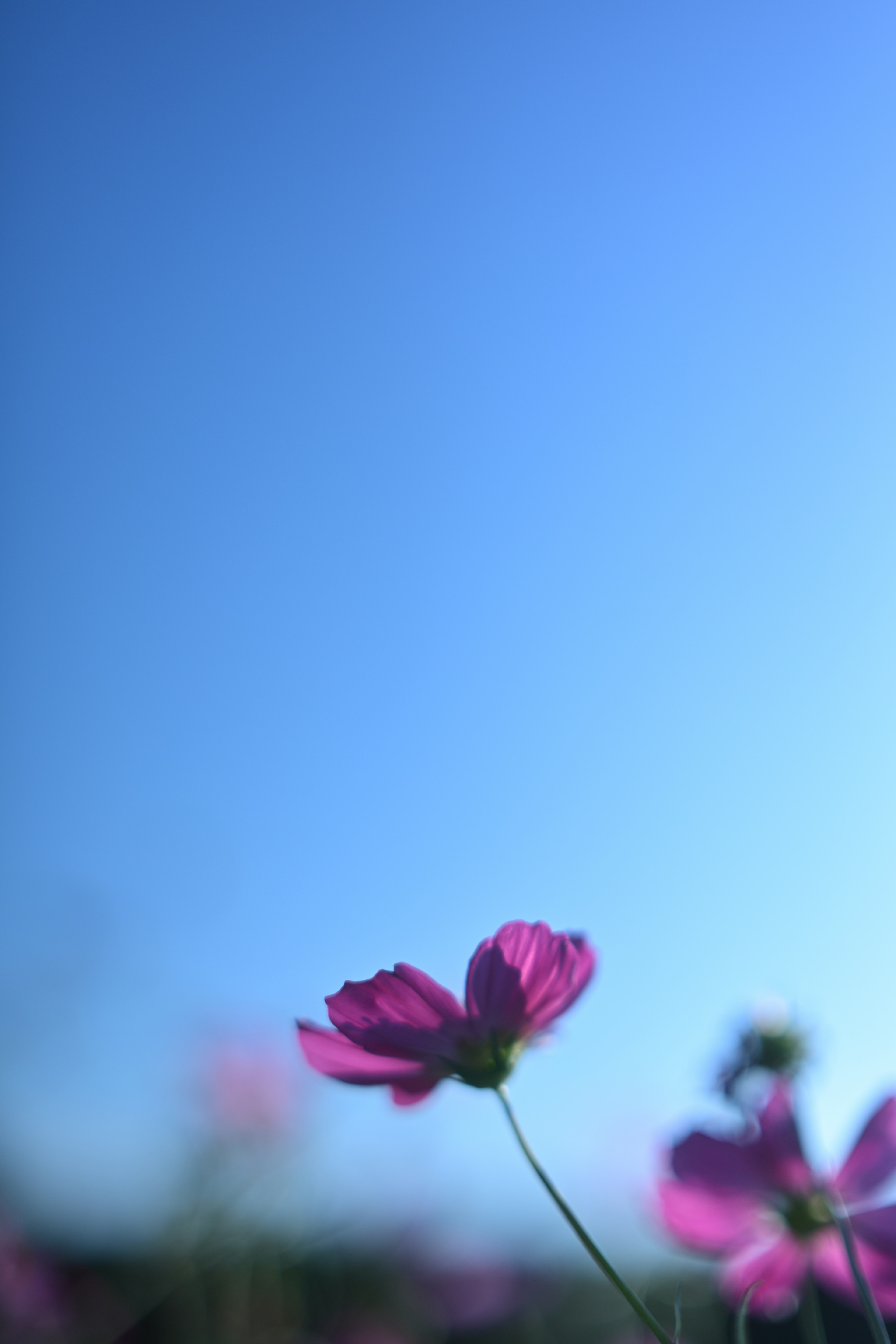 Acercamiento de una flor rosa contra un cielo azul