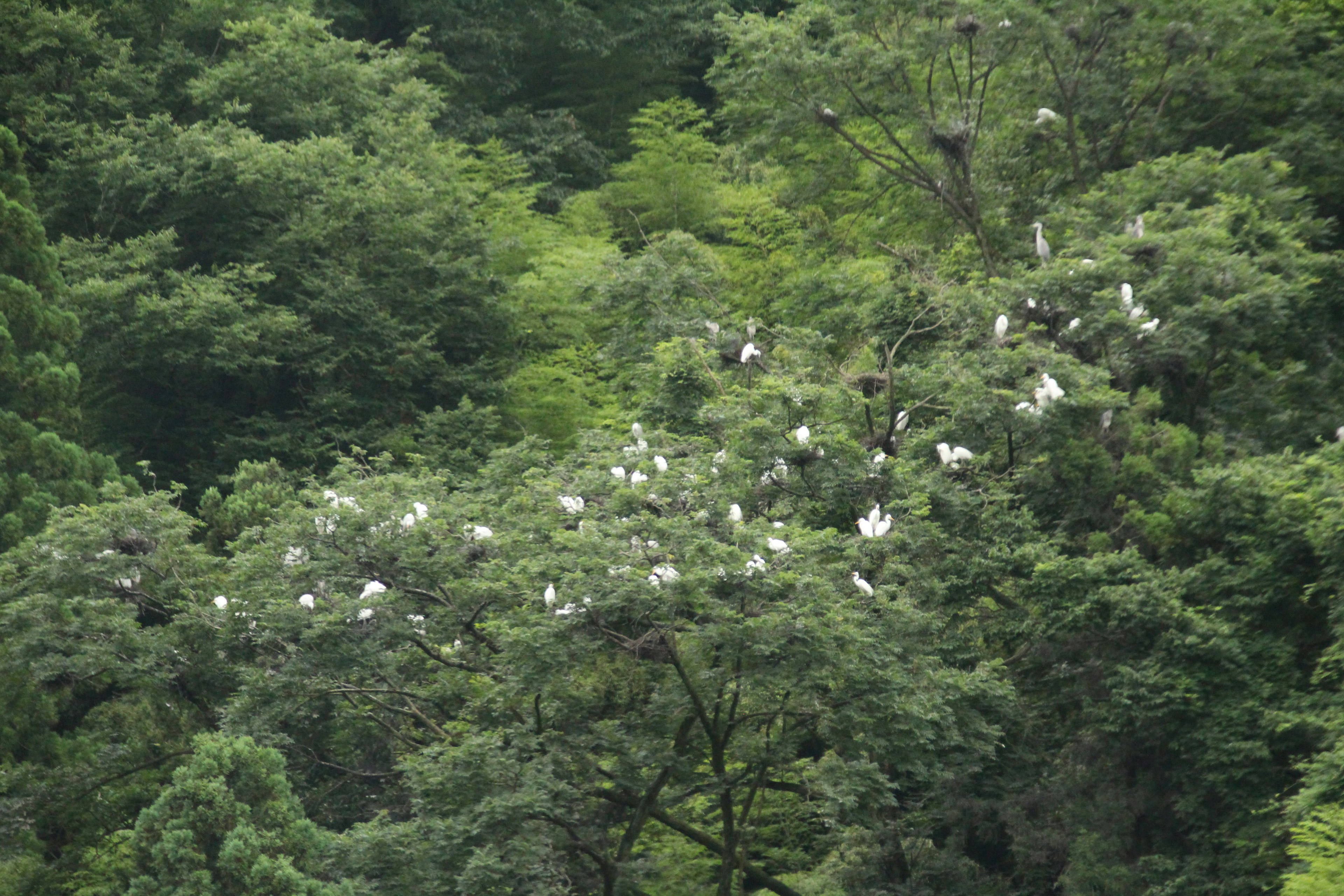A lush green forest with white birds gathered among the trees