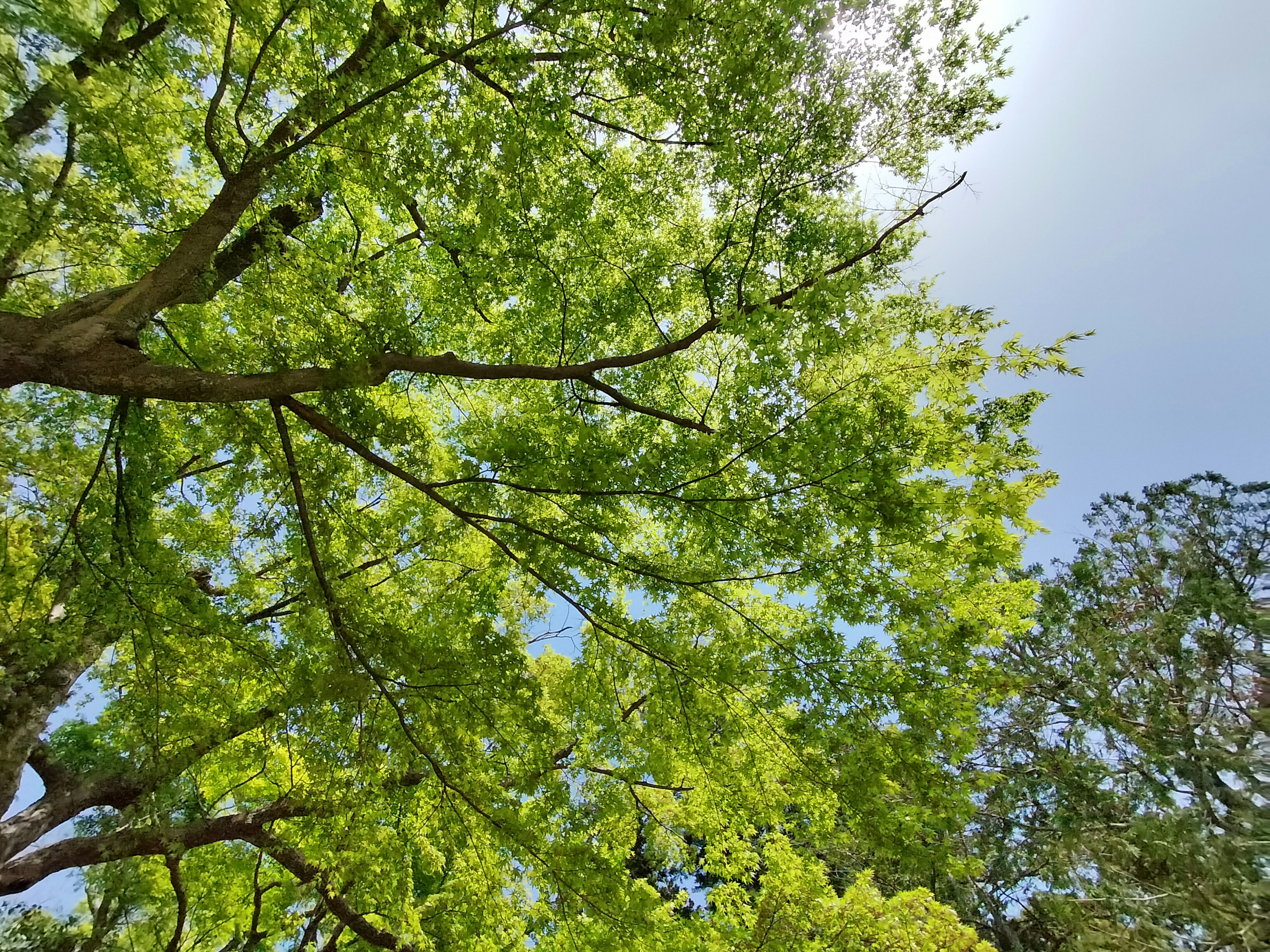 Blick auf üppig grüne Blätter von unter den Bäumen