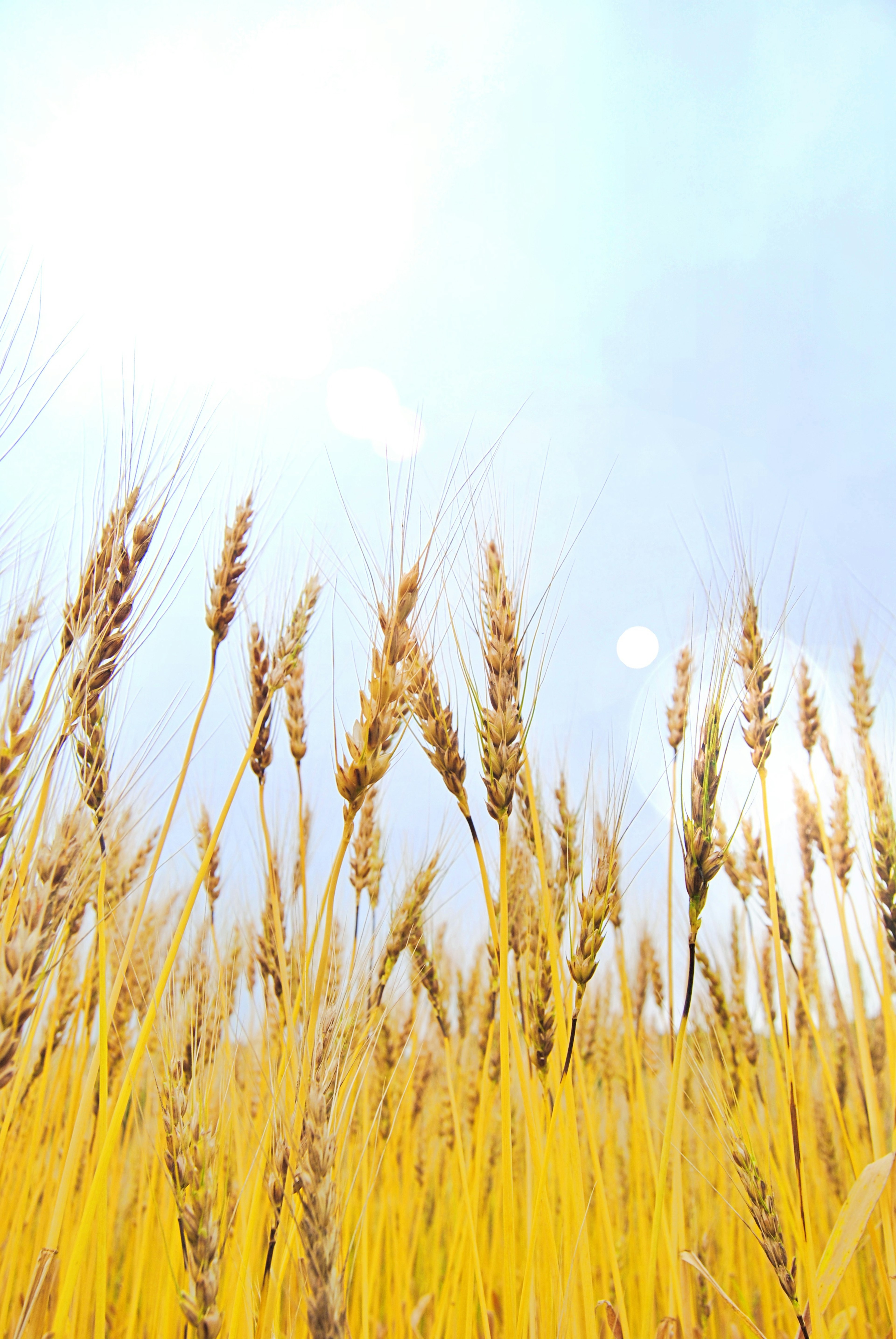 Nahaufnahme eines goldenen Weizenfeldes, das unter dem blauen Himmel schwingt