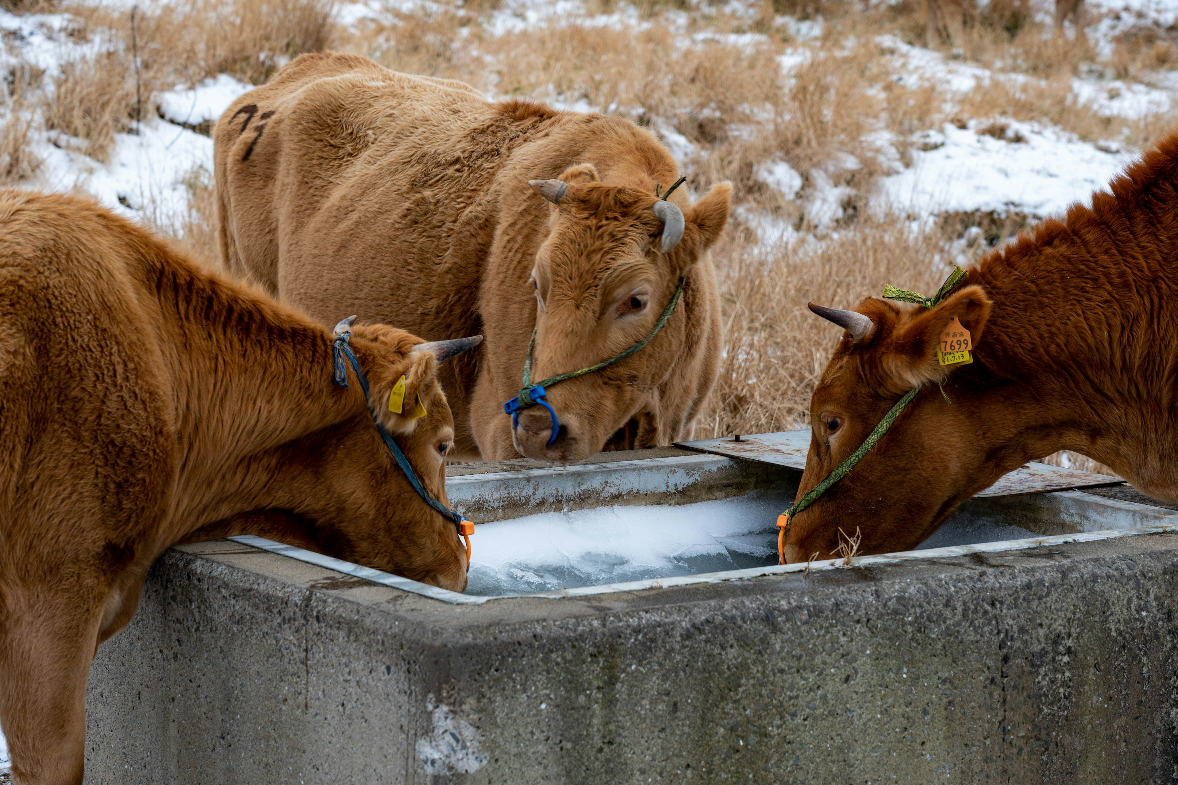 Cows drinking water from a trough in a winter setting