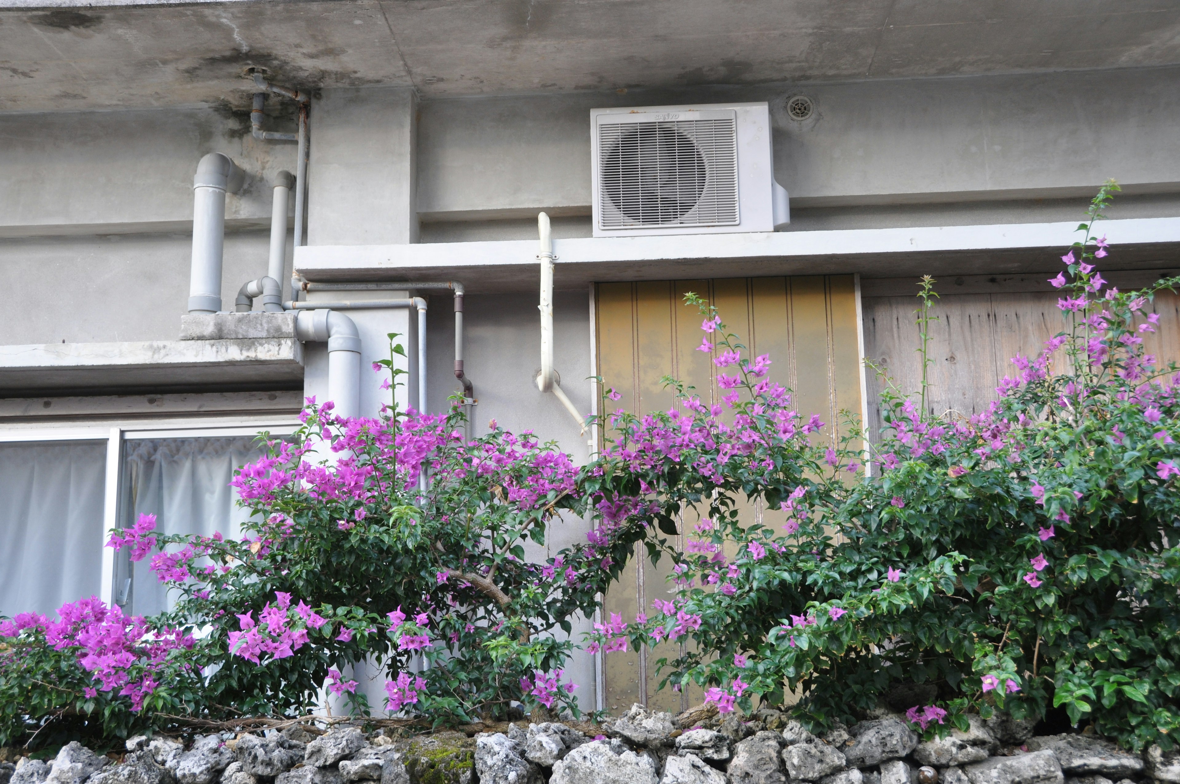 Fiori di bougainvillea viola che fioriscono su un muro di un appartamento con un'unità di climatizzazione