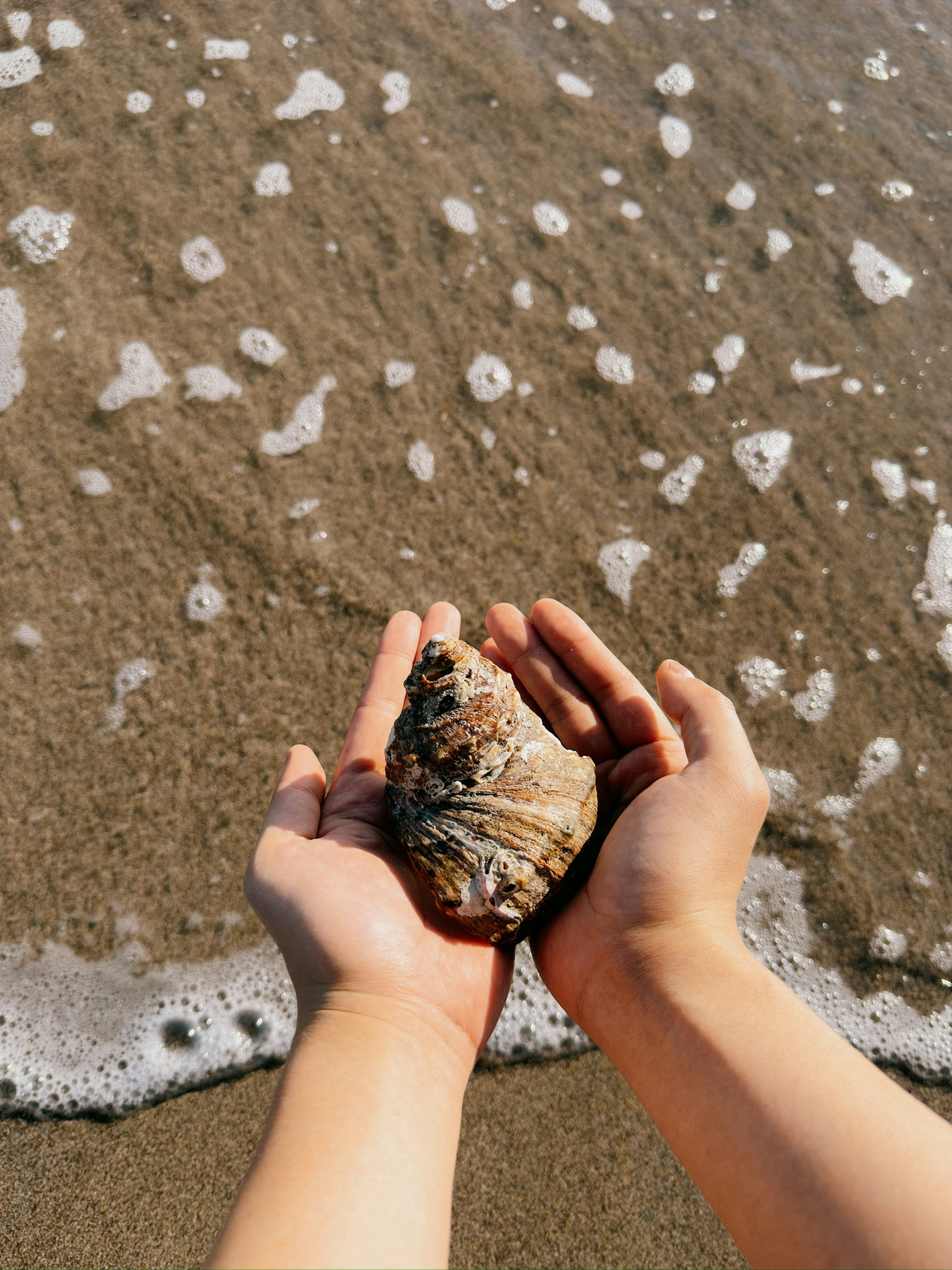 Hands holding a seashell at the shoreline