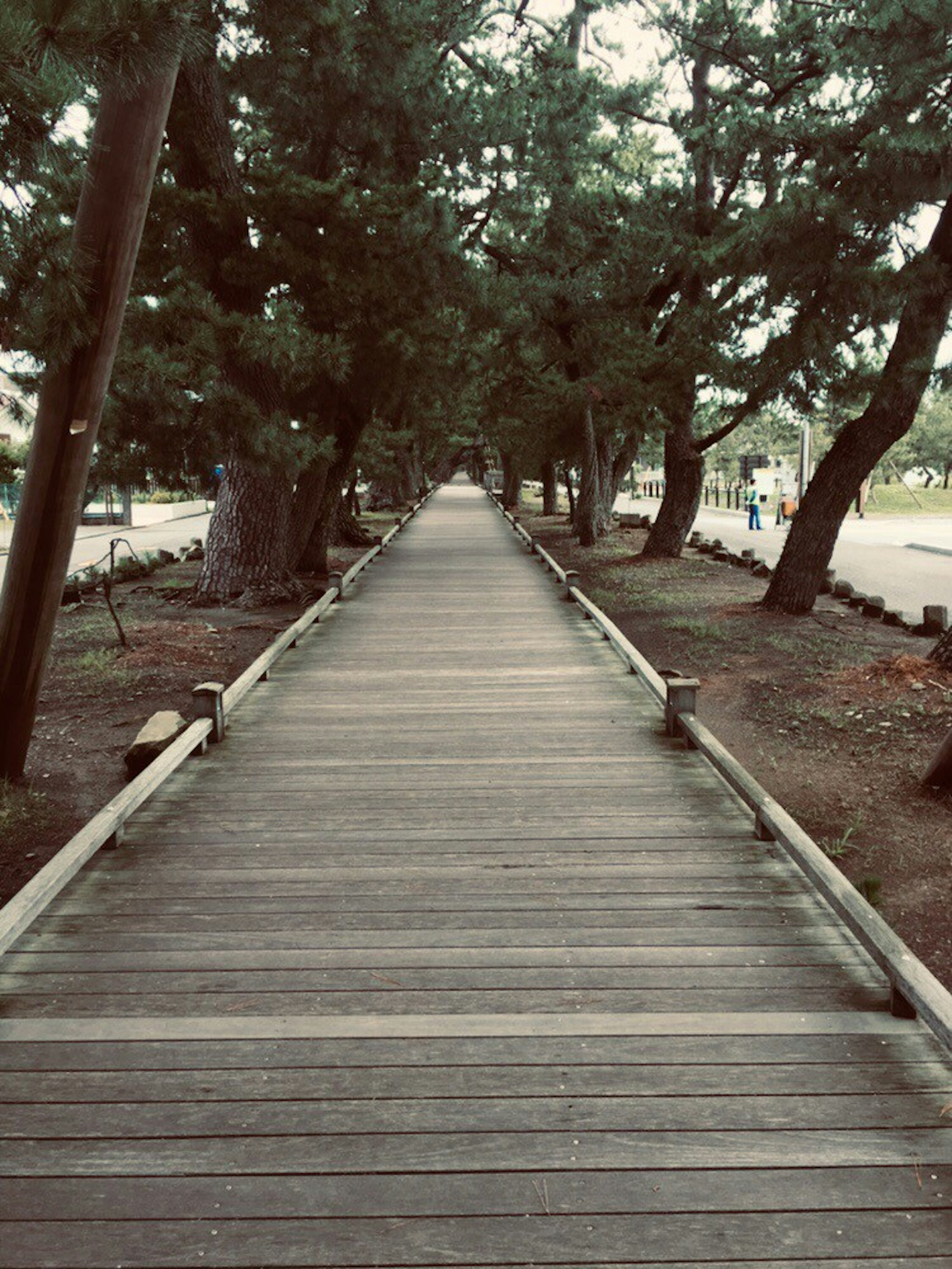 Wooden walkway lined with green trees leading into the distance