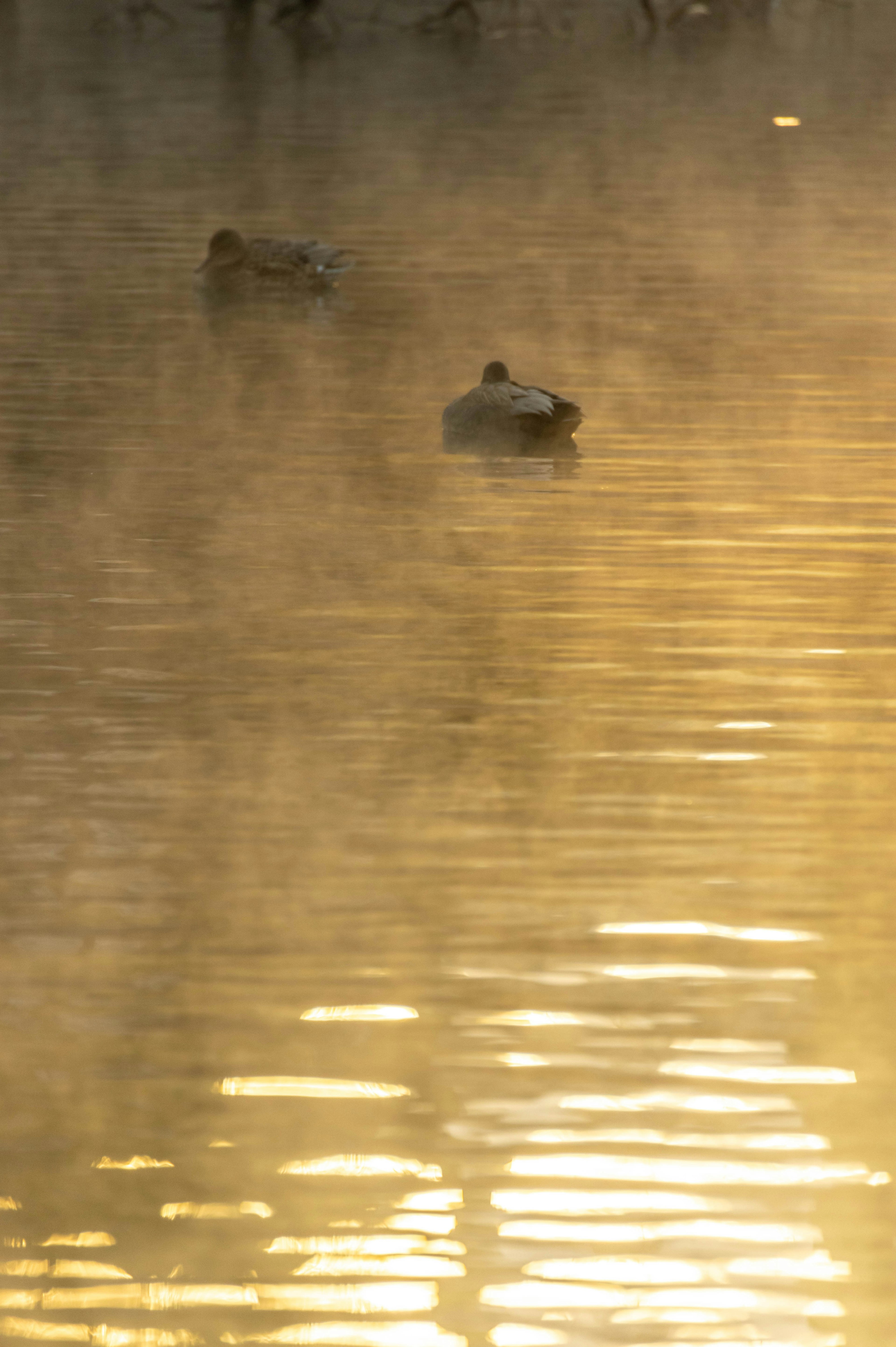 Zwei Enten schwimmen im Nebel mit einer goldenen Wasseroberfläche