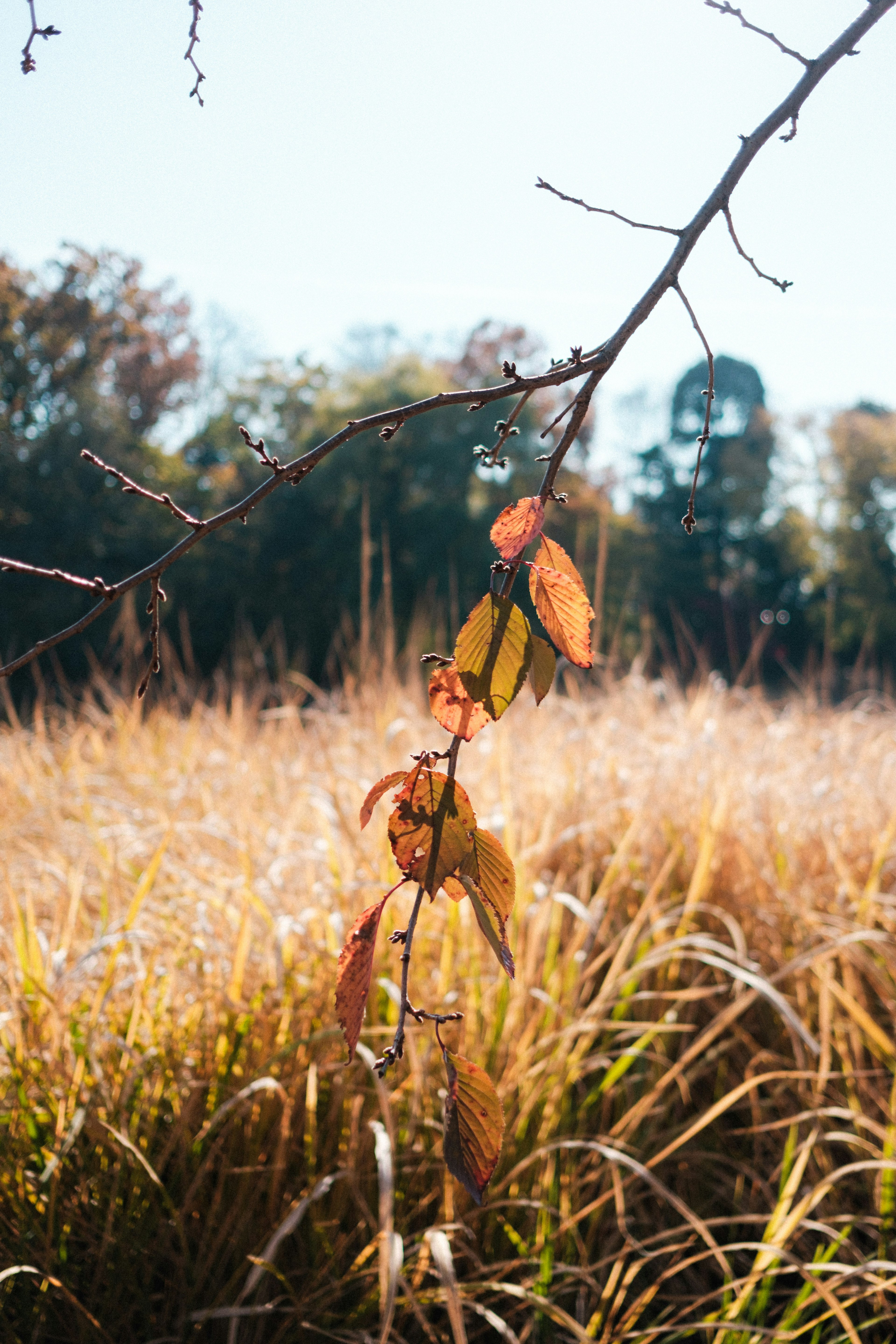 Branche avec des feuilles d'automne colorées sur un champ d'herbe dorée